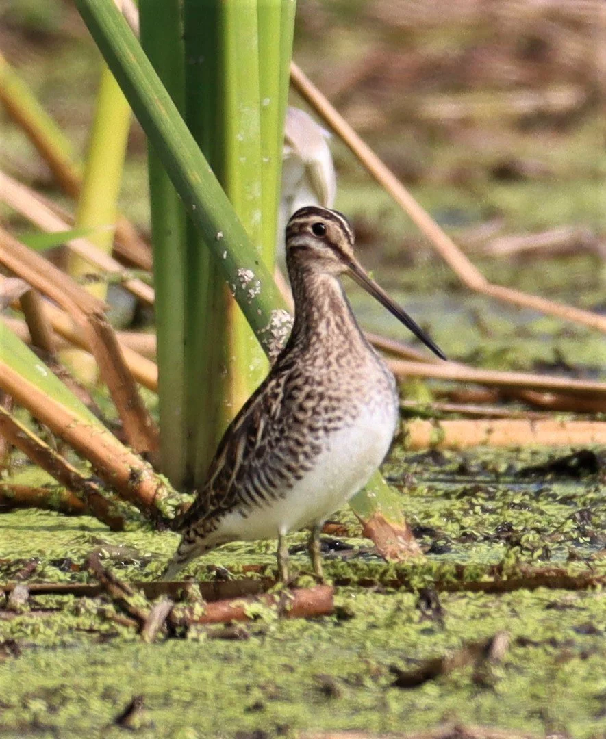 SNIPE - COMMON SNIPE - Gallinago gallinago - LAT KRABANG WETLANDS NEAR BKK (142).jpg