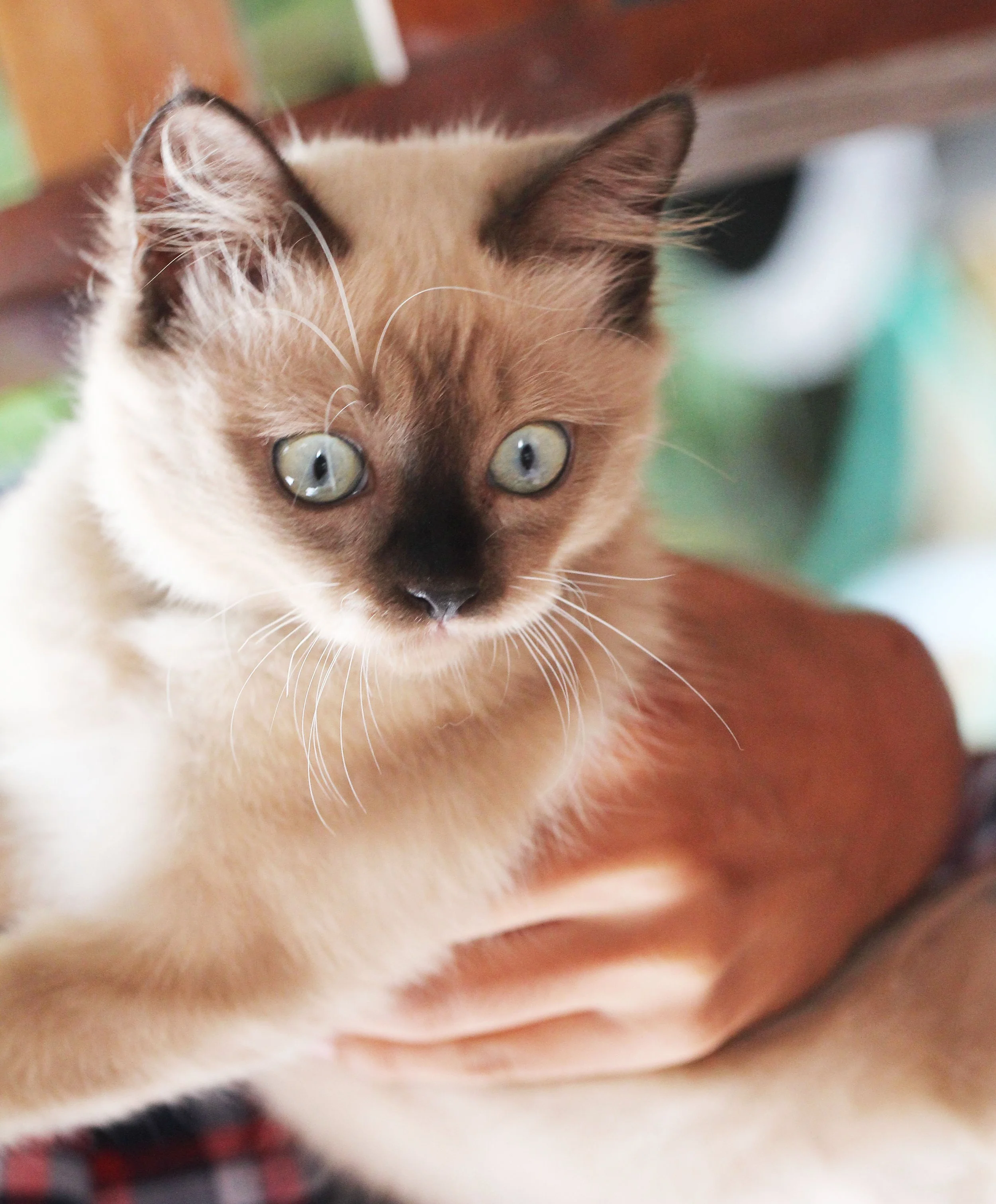 2015 Koh Lanta October Break Trip  (185).JPG