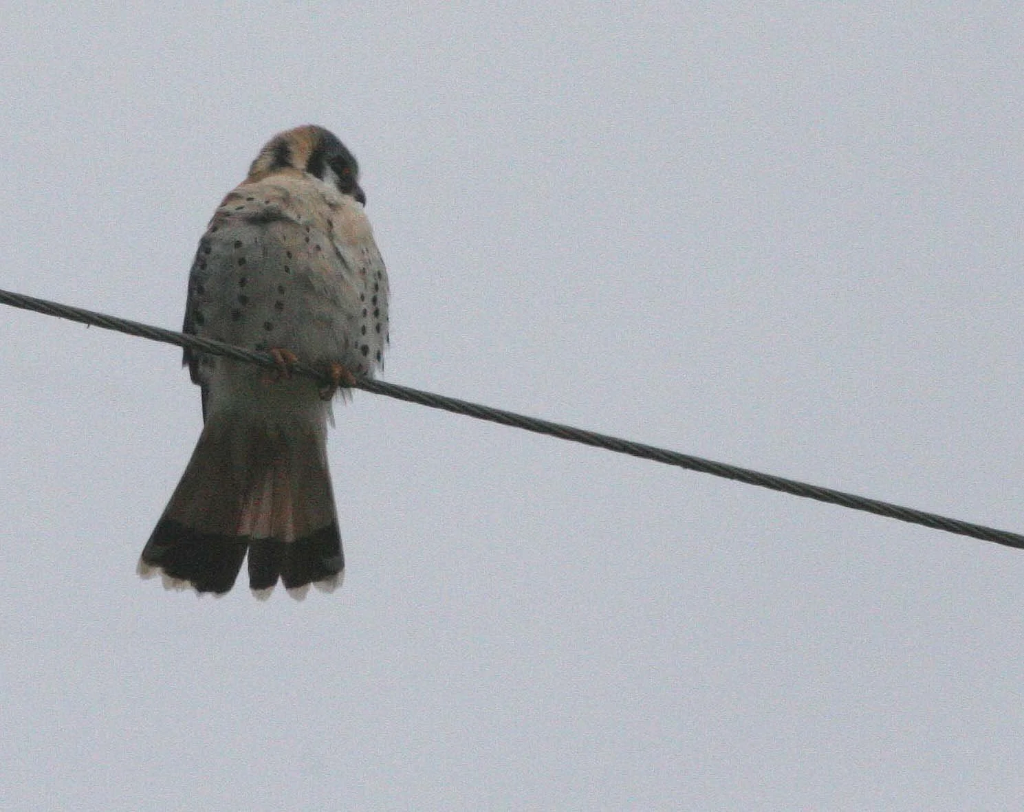 BIRD - AMERICAN KESTREL - SEQUIM WA.JPG