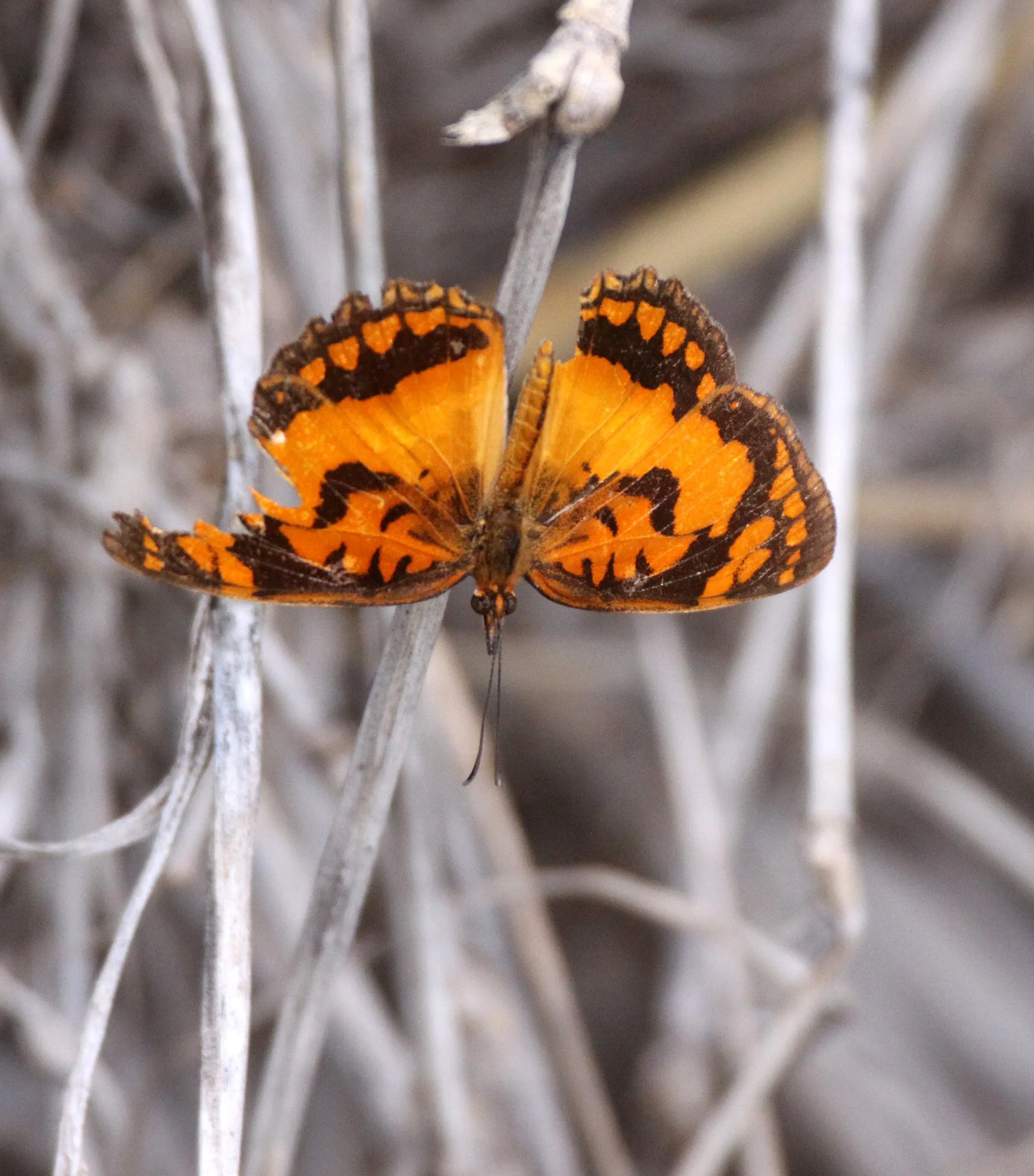 Nymphalidae - African Joker (Byblia anvatara) - Berenty Madagascar
