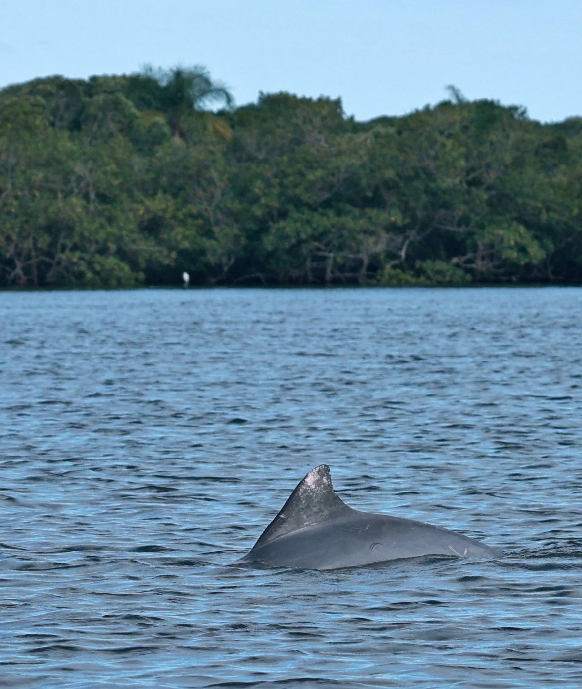 Guiana Dolphin (Sotalia guianensis) Superagüi National Park, Brazil (29).jpg