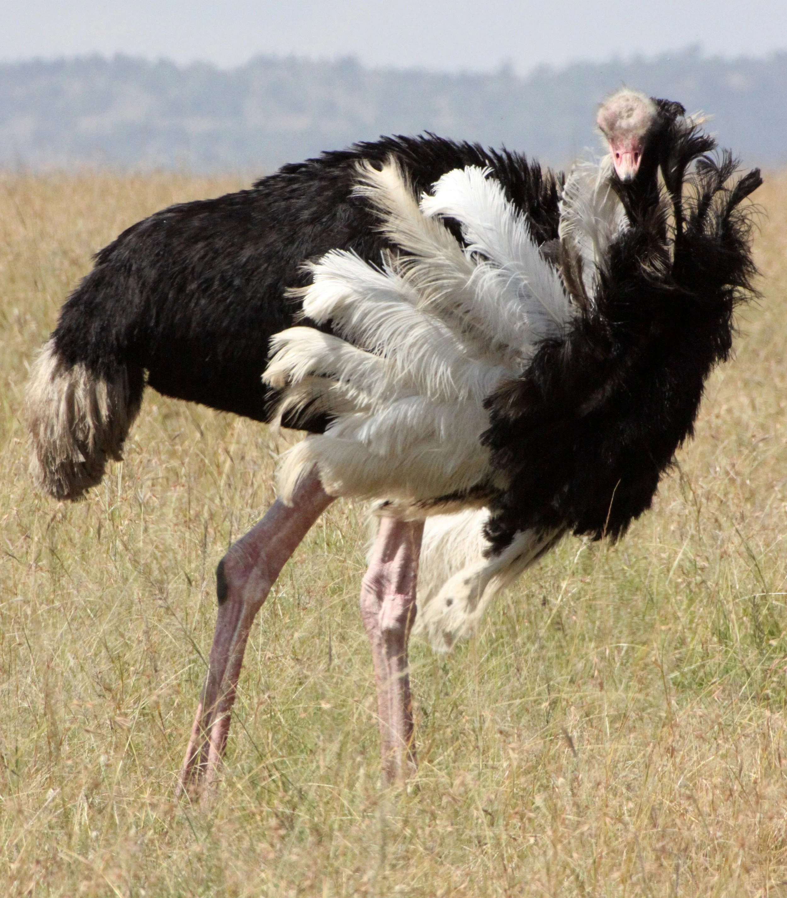 Struthio camelus masaicus - MASAI OSTRICH - MASAI MARA NATIONAL PARK KENYA (18).JPG