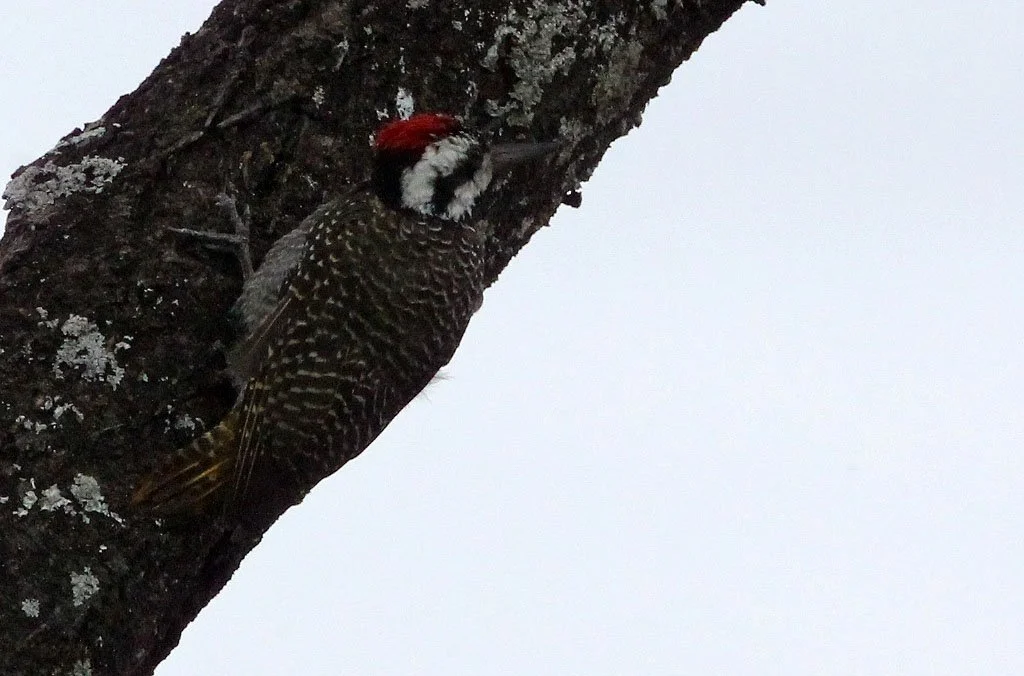 BIRD - WOODPECKER - BEARDED WOODPECKER - DENDROPICOS NAMAQUUS -  ABIATA-SHALLA NATIONAL PARK ETHIOPIA (3).JPG