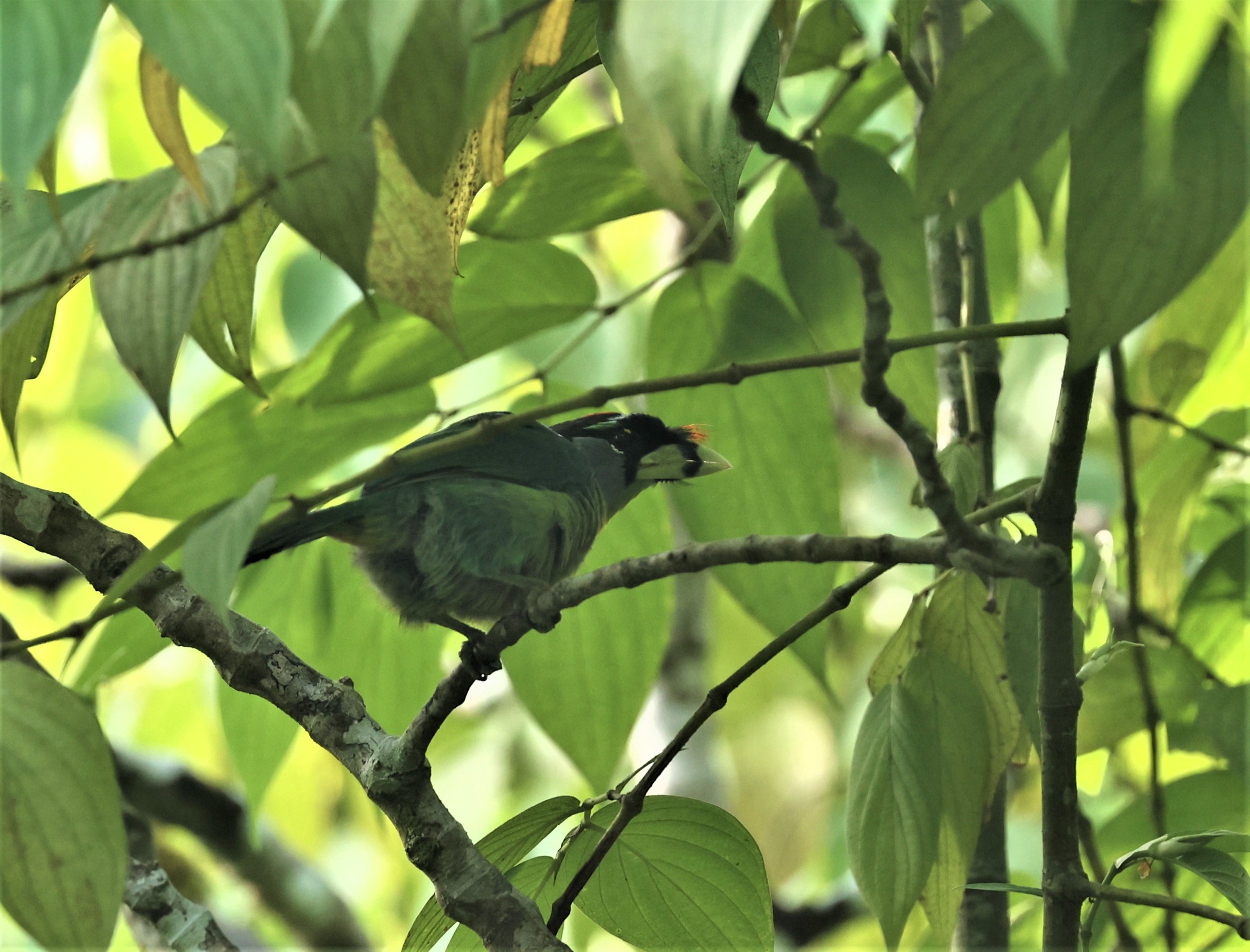 Psilopogon pyrolophus - FIRE-TUFTED BARBET - FRASER'S HILL, MALAYSIA JUNE 2022 (32).jpg