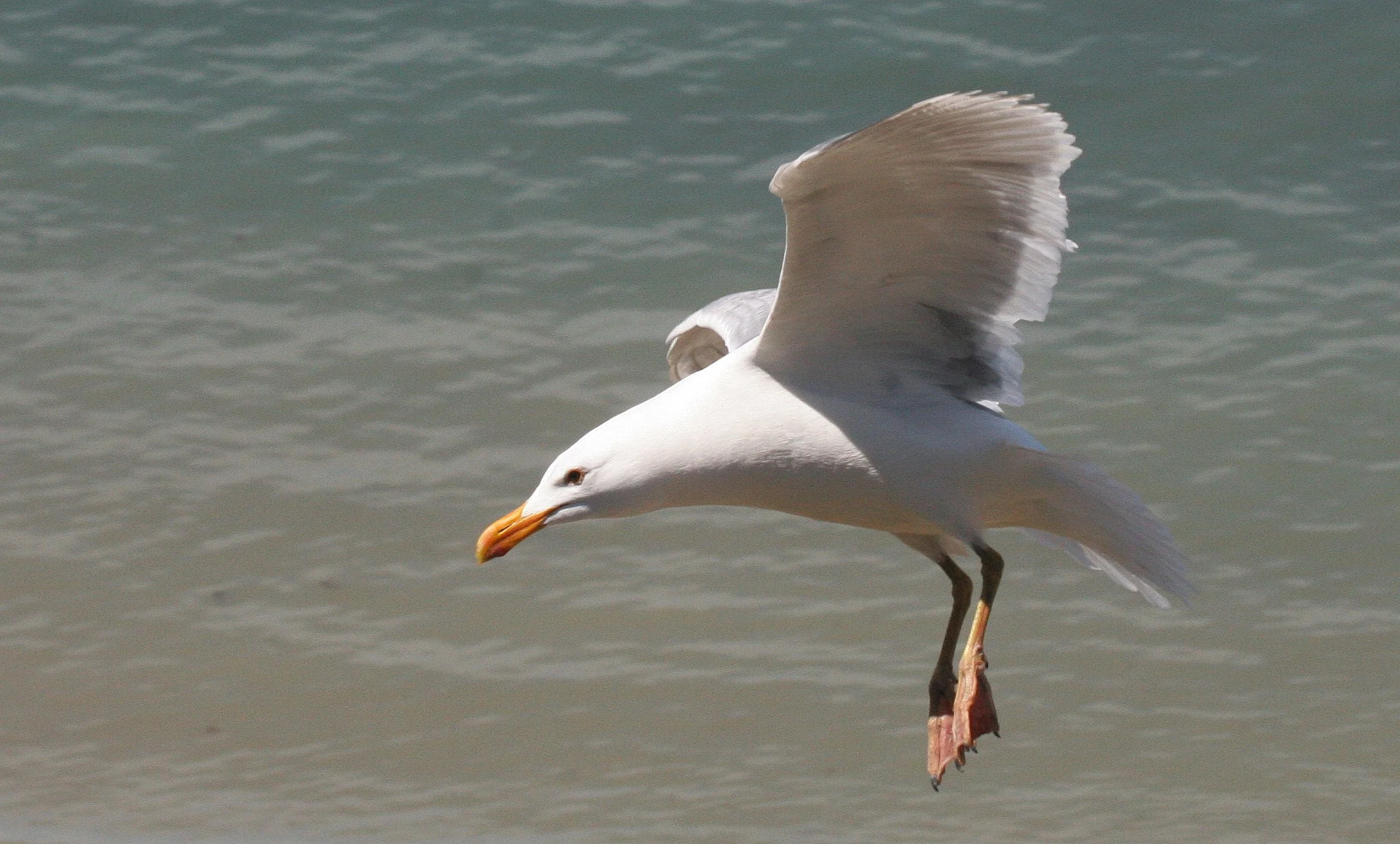 BIRD - GULL - GLAUCOUS WINGED GULL - DUNGENESS SPIT WILDLIFE RESERVE WA (18).JPG
