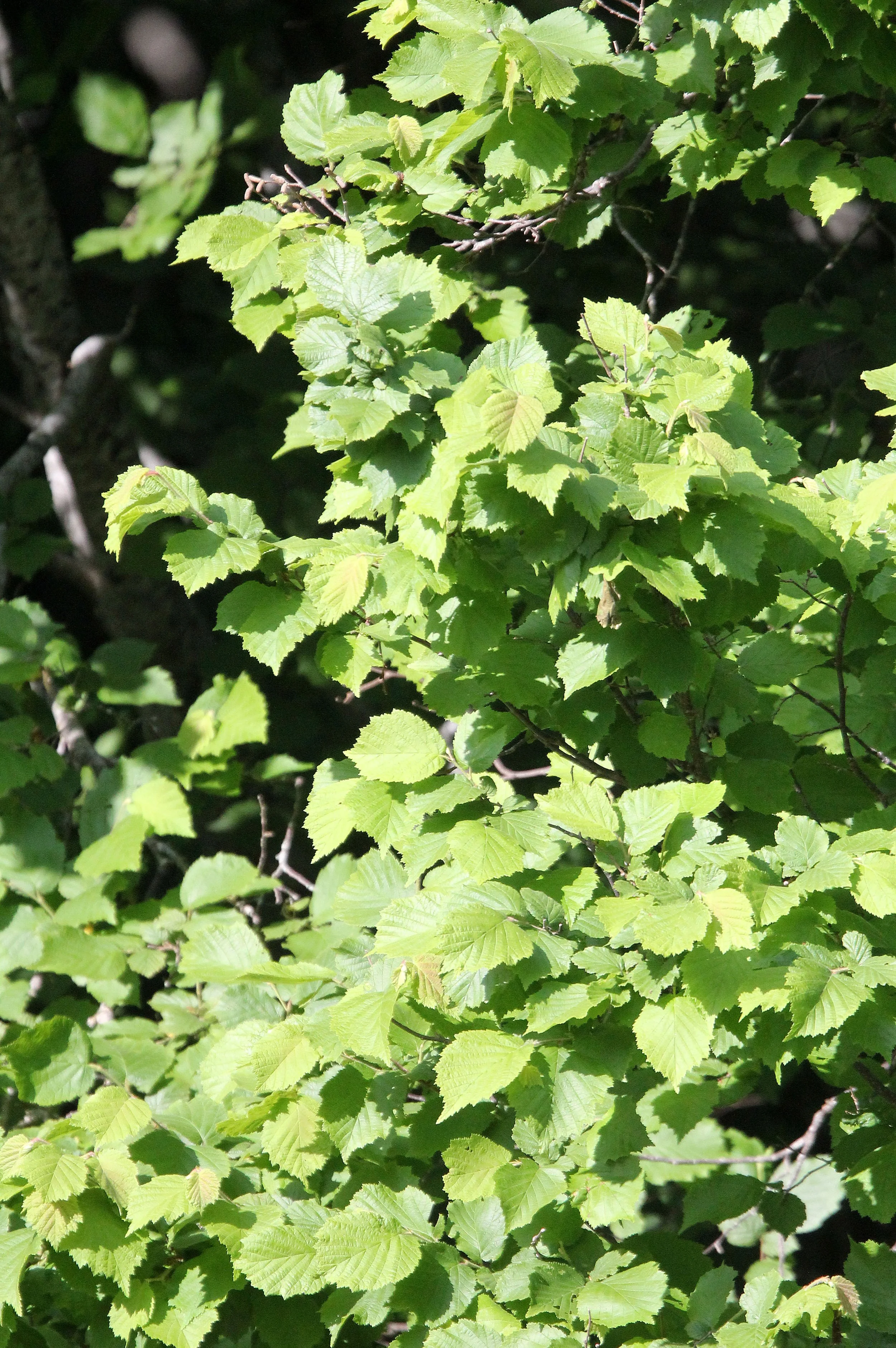 VERCORS NATIONAL PARK FRANCE (13).JPG