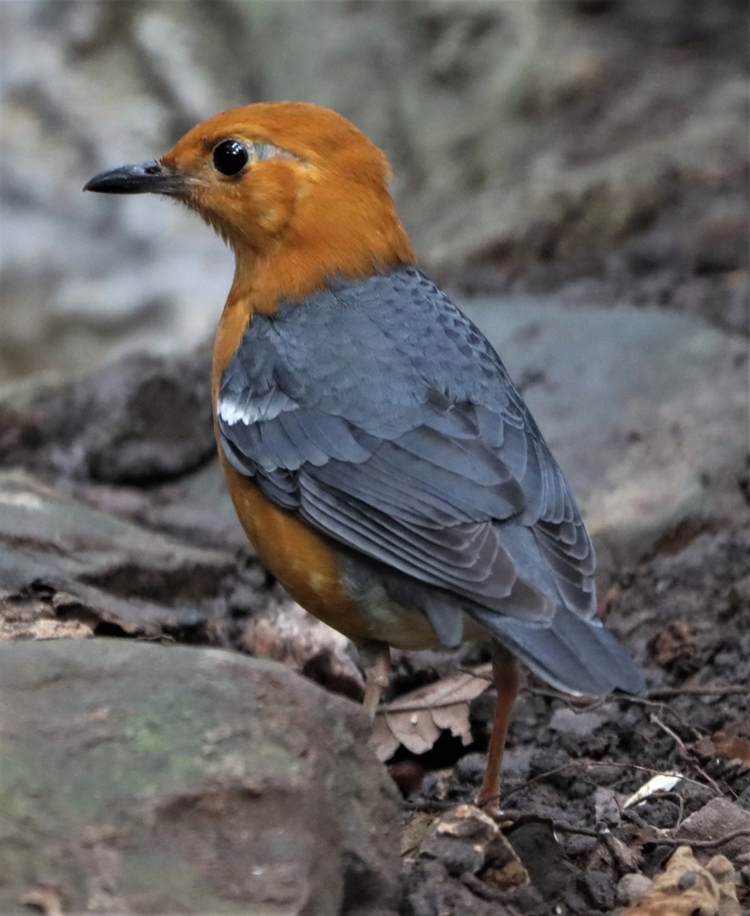 Orange-headed Thrush (Zoothera citrina) Neung Hide Kaeng Krachan NP (3).jpg