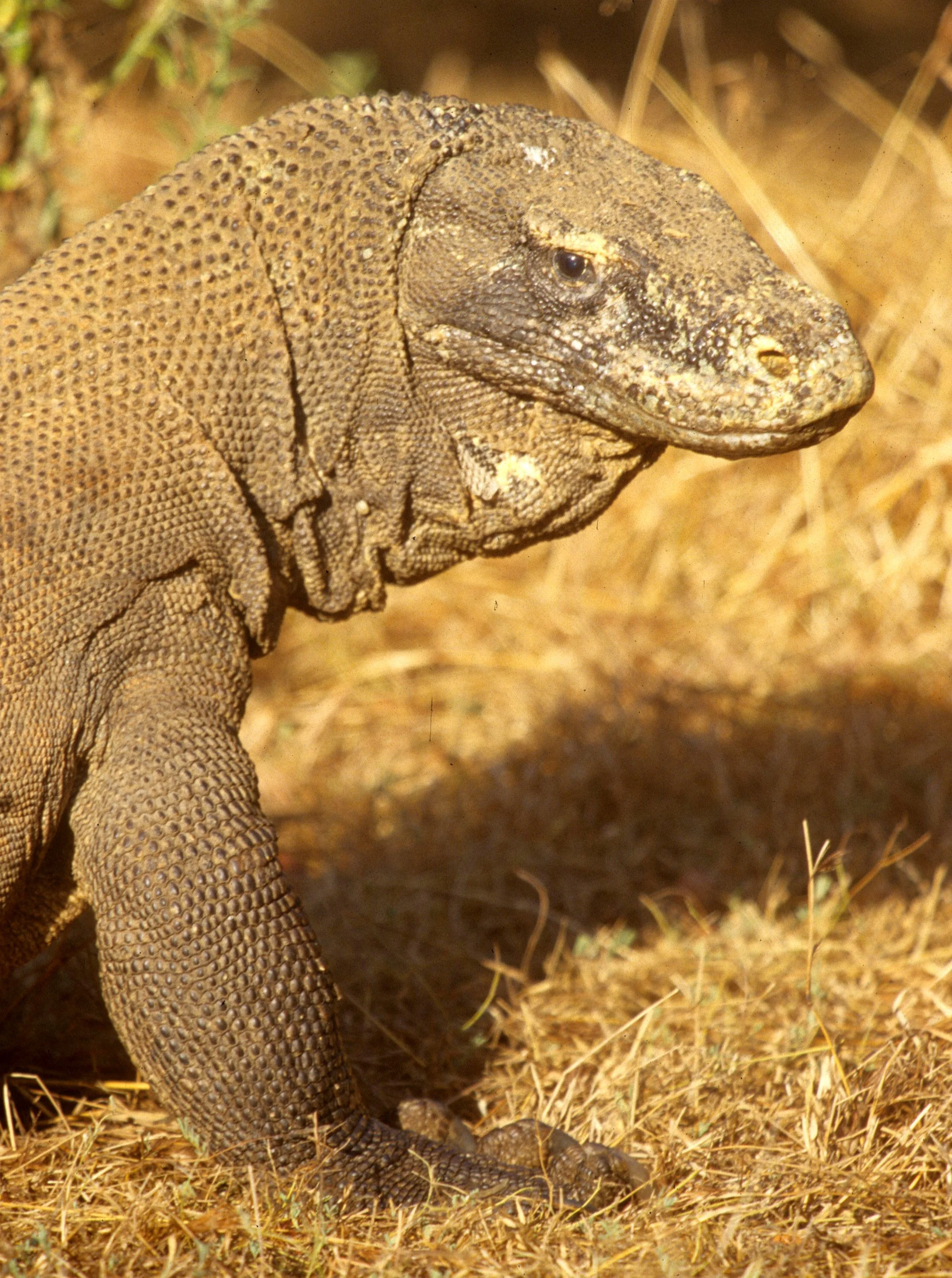 REPTILE - MONITOR LIZARD - KOMODO DRAGON ON KOMODO ISLAND INDONESIA (9).jpg