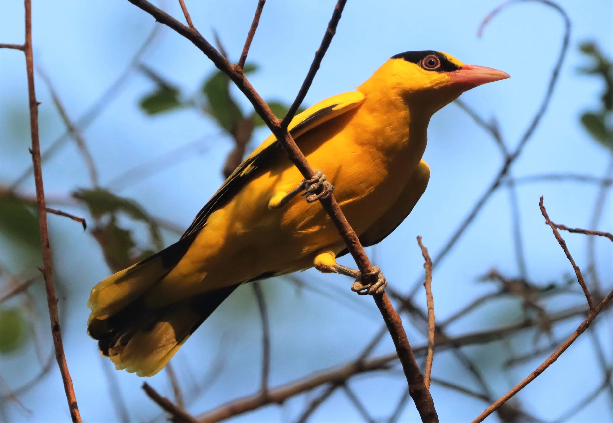 Black-napped Oriole (Oriolus chinensis) Rama 9 Park Bangkok (21).jpg