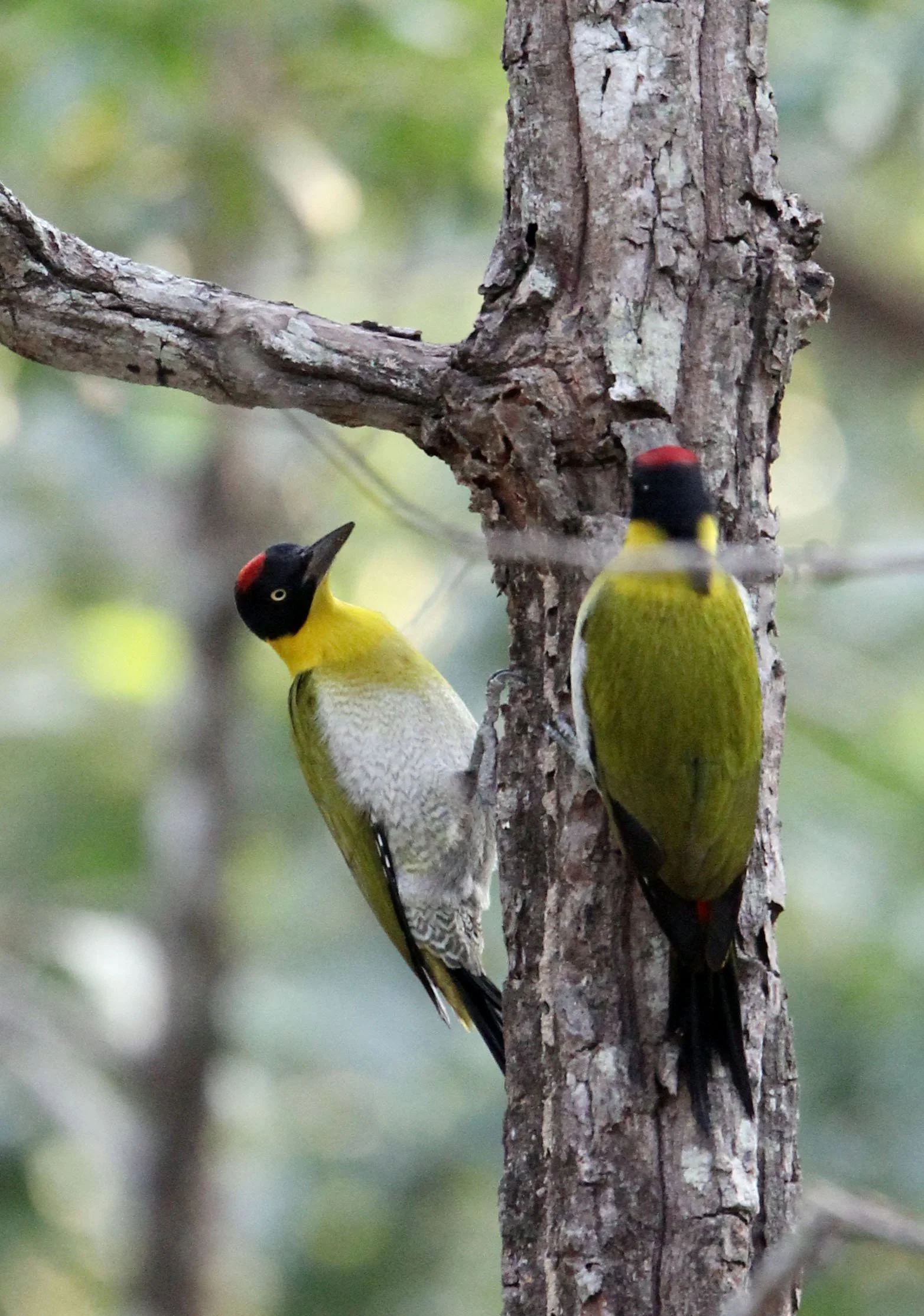 WOODPECKER - BLACK-HEADED WOODPECKER - Picus erythropygius - HUAI KHA KHAENG NWS THAILAND (22).jpg
