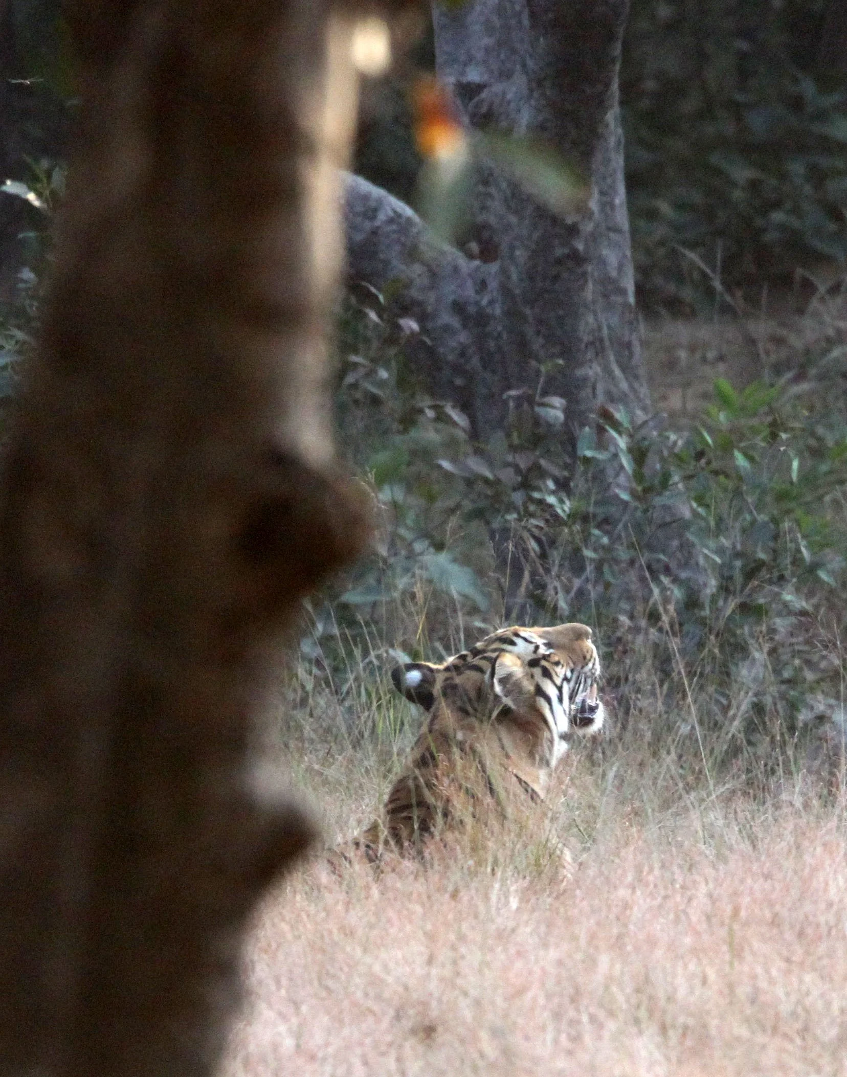 Panthera tigris tigris - BENGAL TIGER - BANDHAVGAR NATIONAL PARK MADHYA PRADESH INDIA (46).JPG