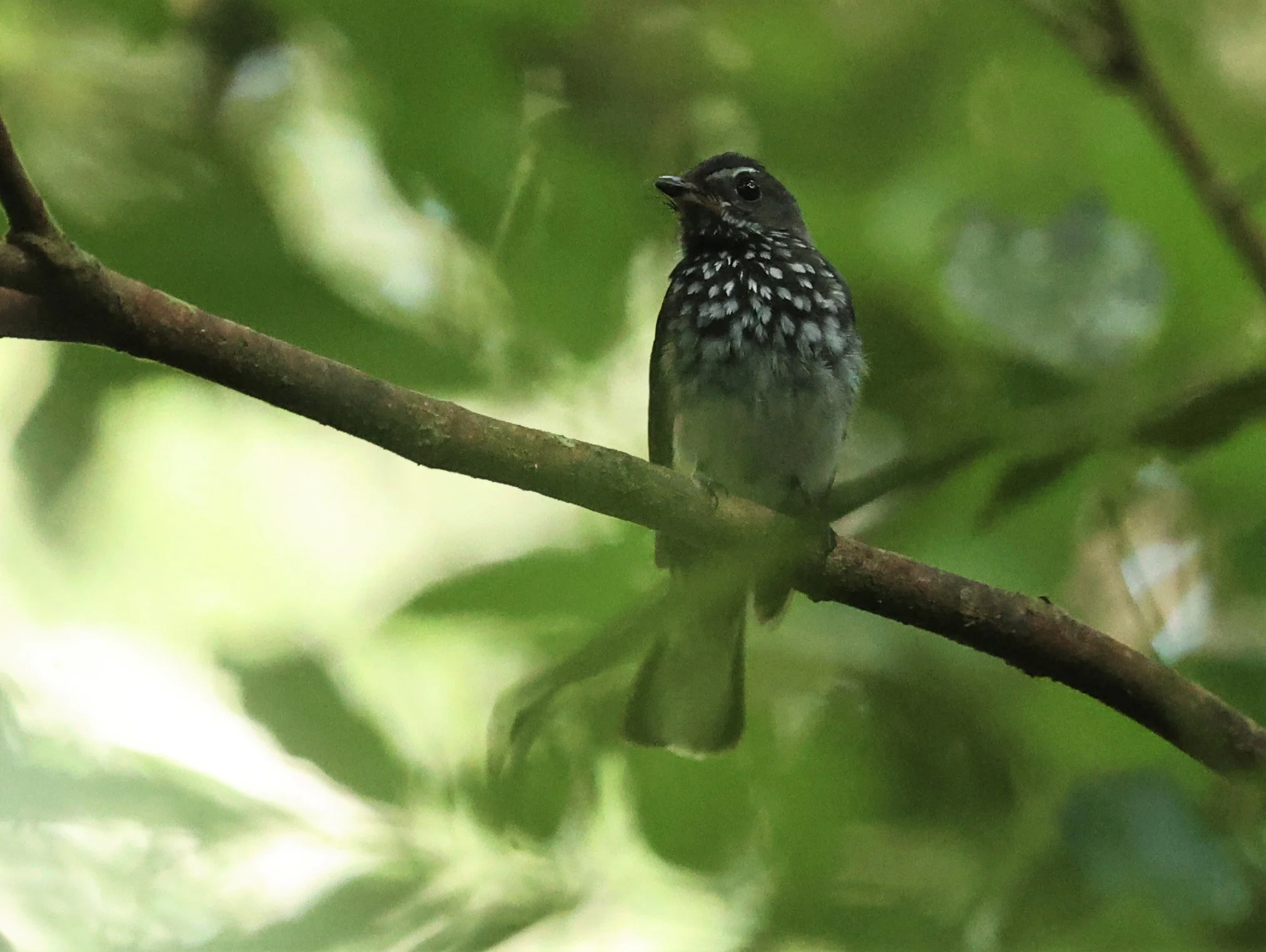 Rhipidura albogularis - SPOT-BREASTED FANTAIL - TAMAN NEGARA KUMBANG HIDE MALAYSIA (2).jpg