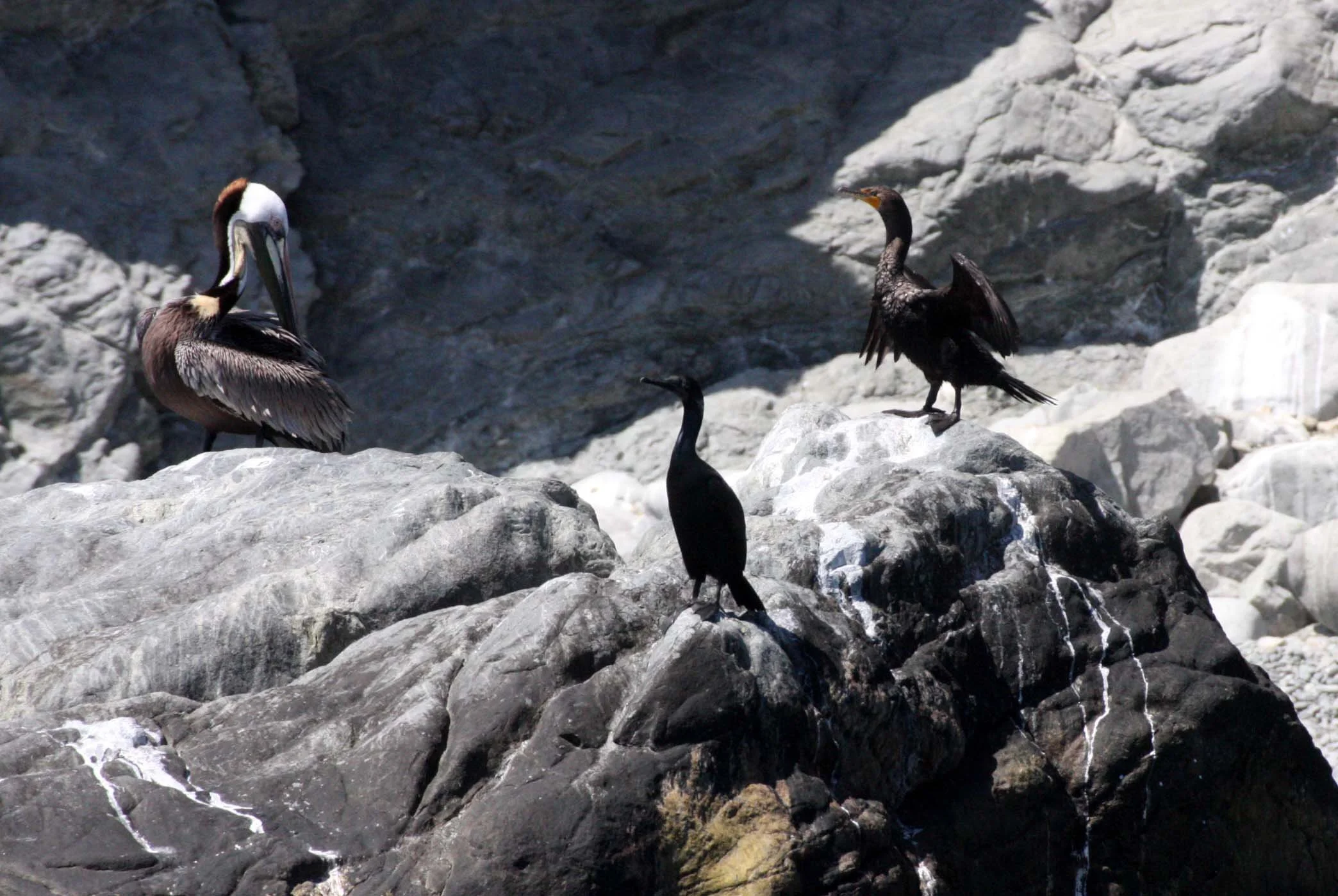 Nannopterum auritum - Double-crested Cormorant - first year - Isla Santa Catalina, Baja Mexico (3).JPG