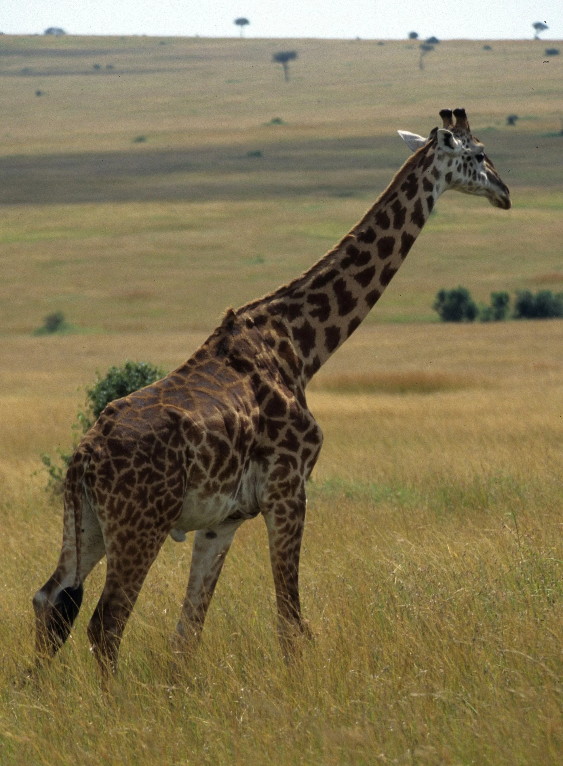 GIRAFFE-MASAI-SERENGETI 26.jpg
