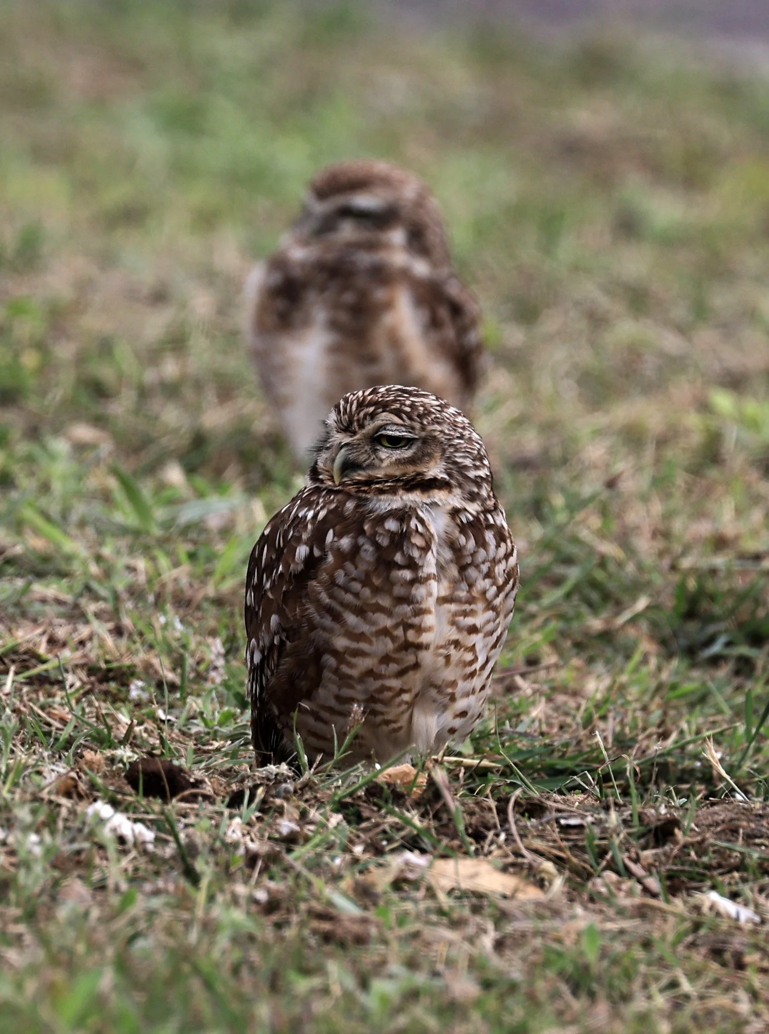 Burrowing Owl (Athene cunicularia) Aurora Chaquena near Neuland Mennonite Colony Paraguay (23).jpg