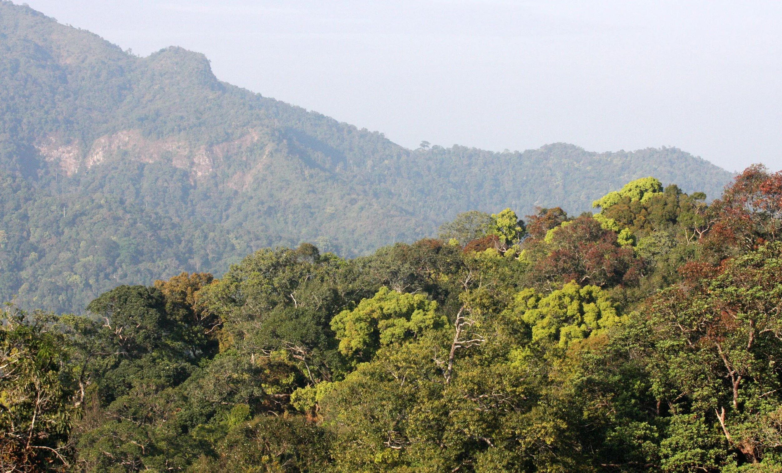 KAENG KRACHAN NATIONAL PARK THAILAND - FOREST SCENES (5).JPG