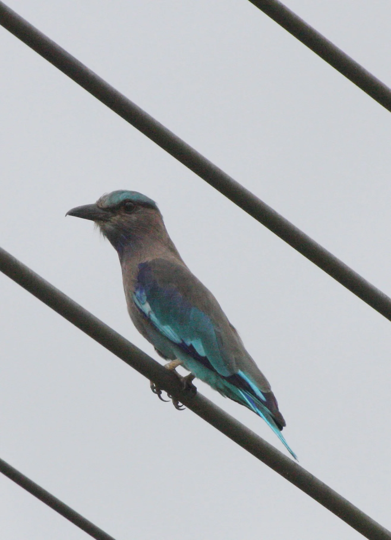 Indochinese Roller (Coracias affinis) Nakhonsithammarat Thailand (4).JPG