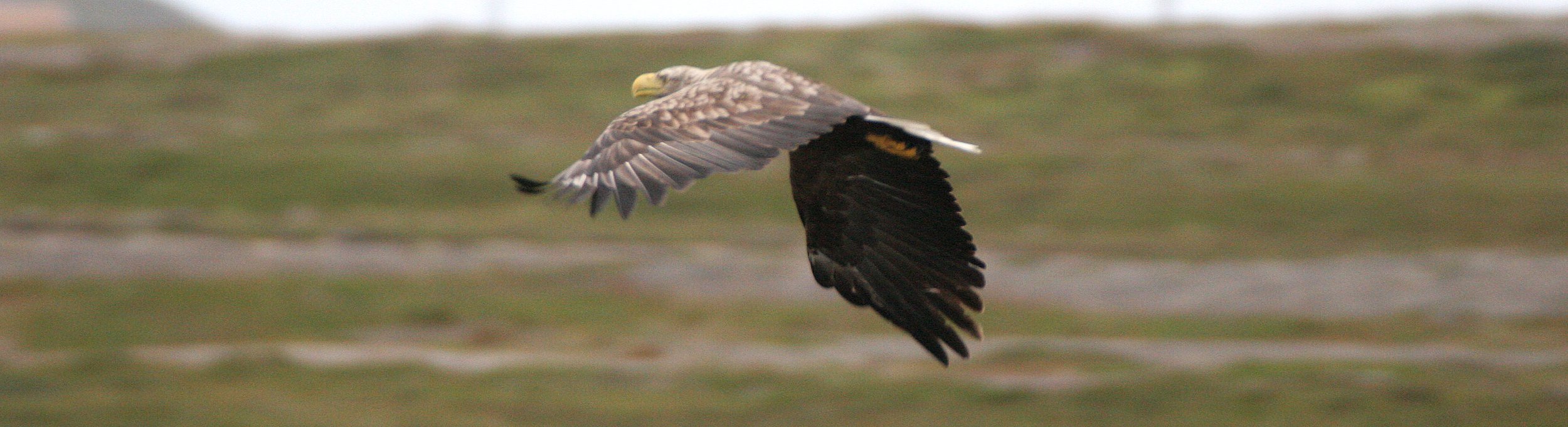 Haliaeetus albicilla - WHITE-TAILED SEA EAGLE - HORNOYA NORWAY (16).jpg