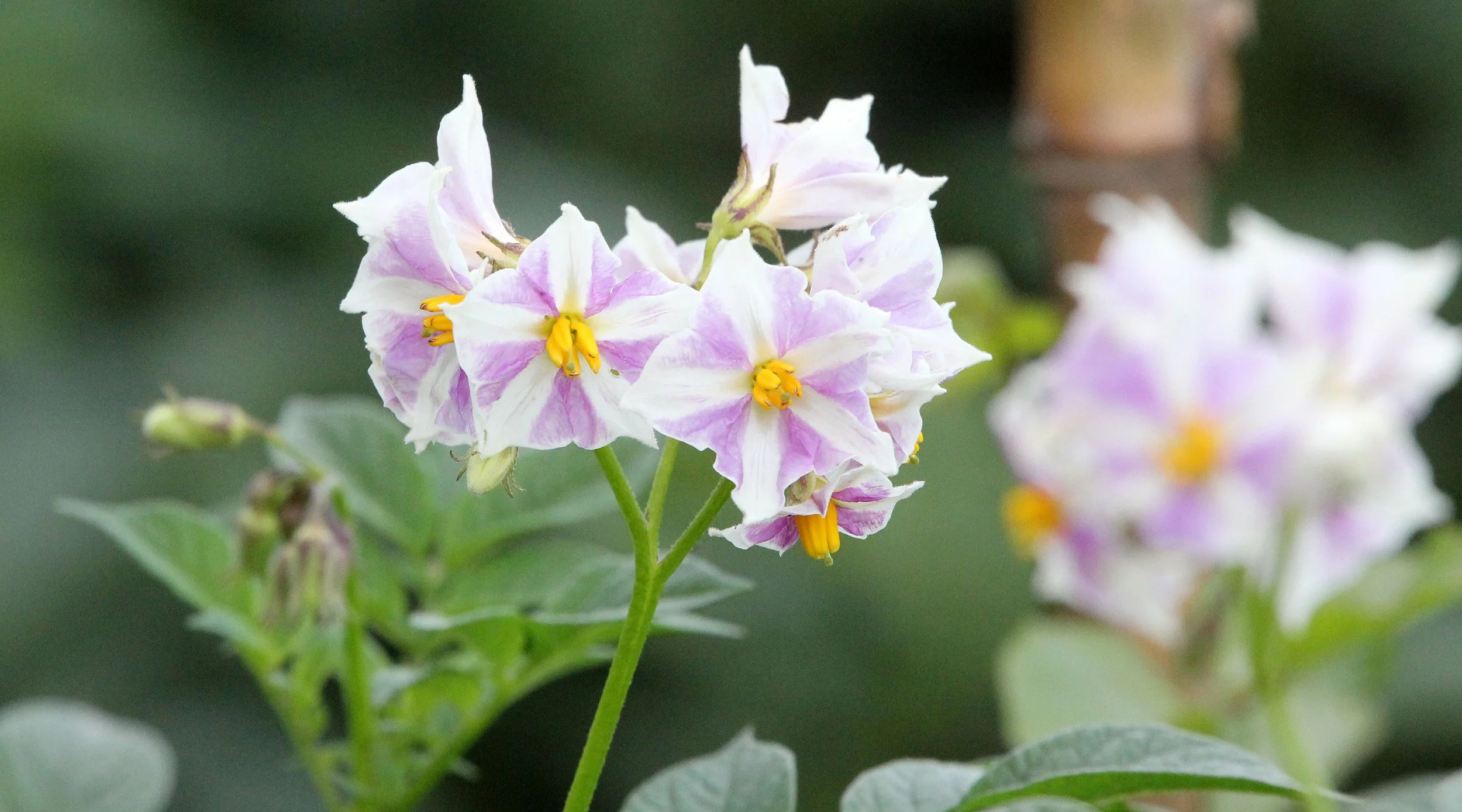 PARK DU VULCANS RWANDA (19).JPG