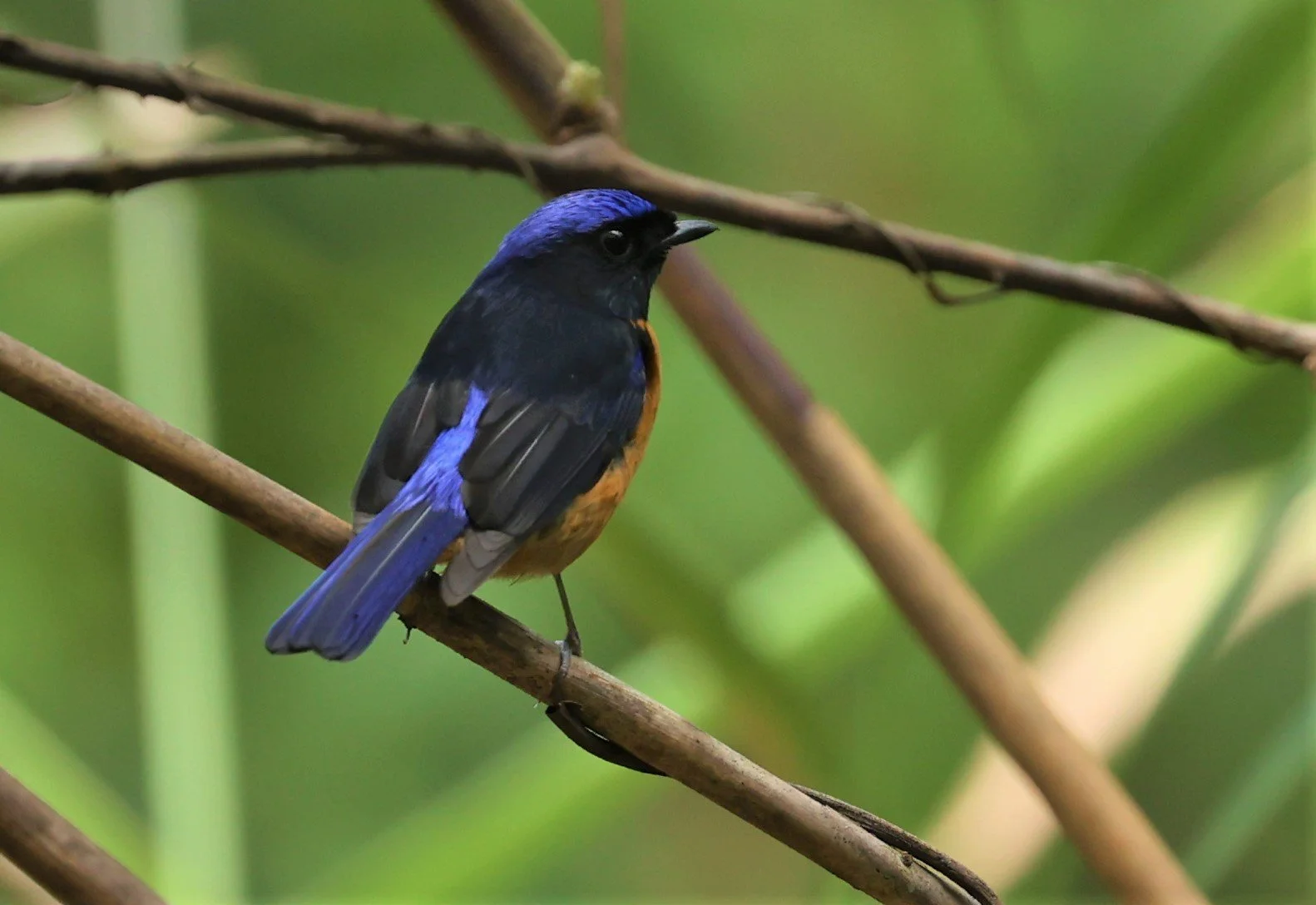 NILTAVA - RUFOUS-BELLIED NILTAVA - Niltava sundar - DOI SAN JU (DOI LANG WEST) FEB 2022 (32).jpg
