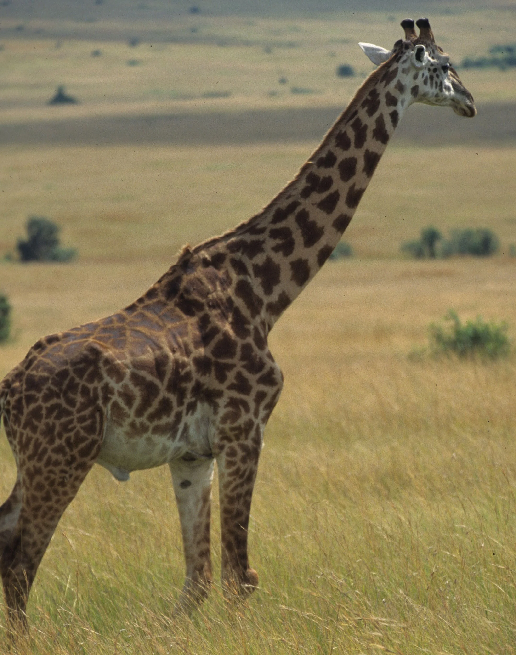 GIRAFFE-MASAI-SERENGETI 24.jpg