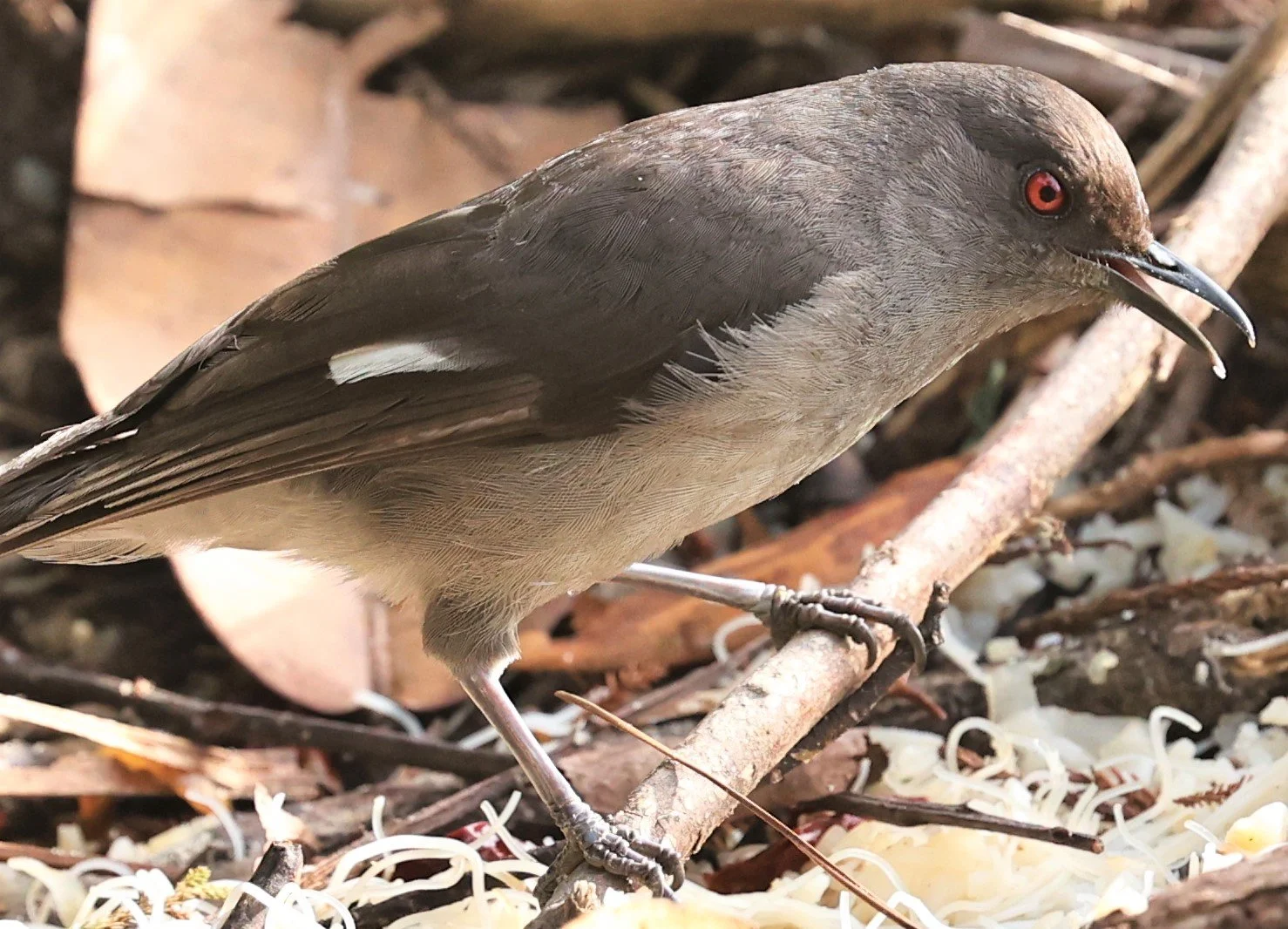 Heterophasia picaoides - LONG-TAILED SIBIA - FRASER'S HILL, MALAYSIA JUNE 2022 (37).jpg