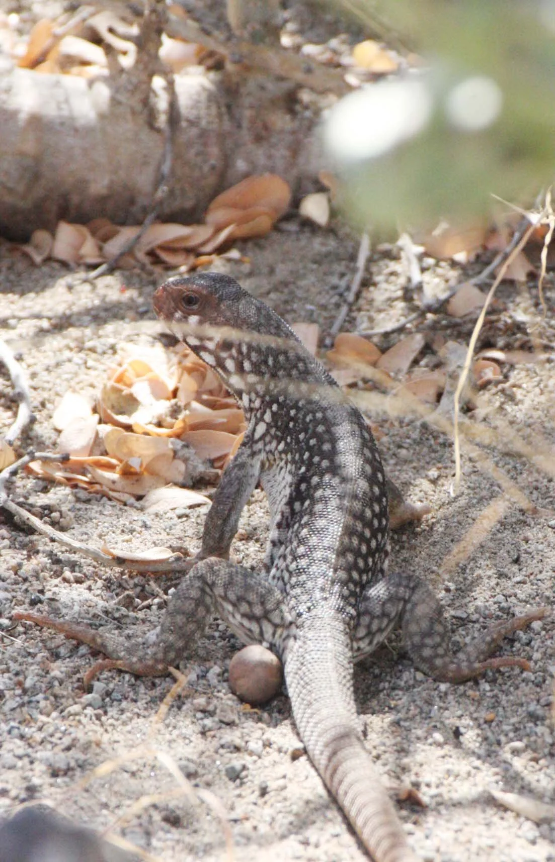 Dipsosaurus catalinensis - CATALINA ISLAND DESERT IGUANA - ISLA SANTA CATALINA BAJA MEXICO  (18).JPG