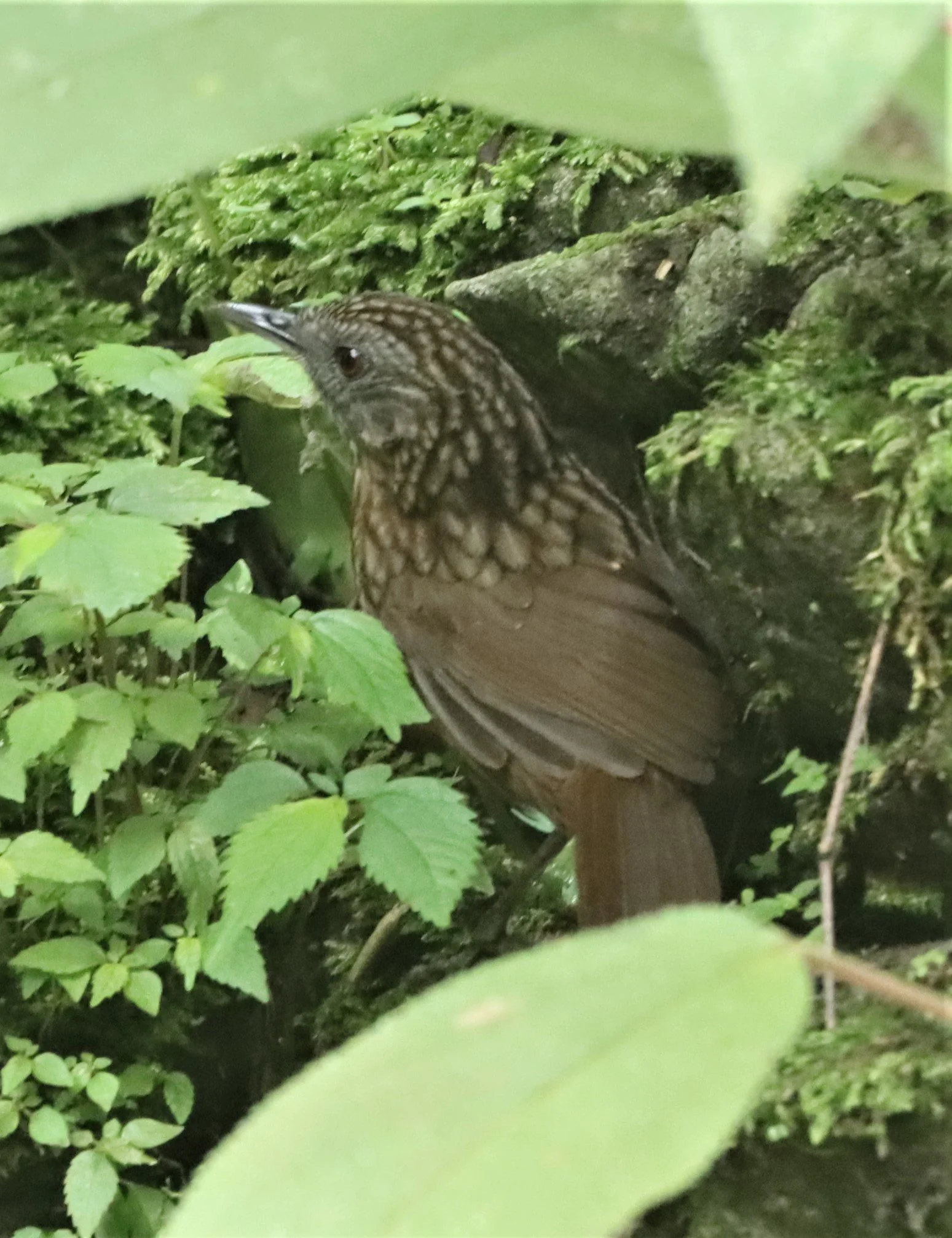 WREN-BABBLER - STREAKED WREN-BABBLER - Gypsophila brevicaudata - DOI ANG KANG CHIANG MAI (12).jpg