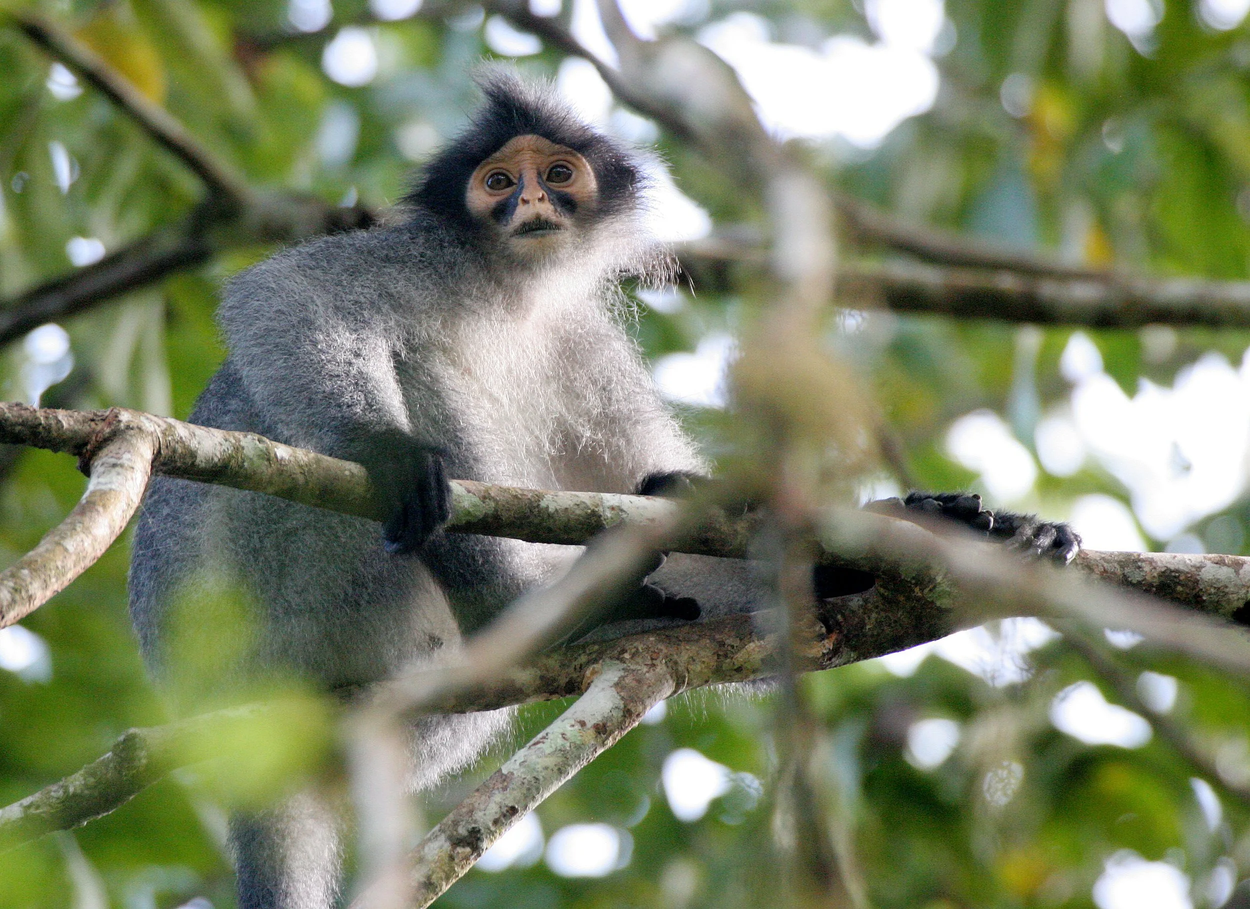 CERCOPITHECIDAE - Presbytis sabana - SABAH GRIZZLED LANGUR - TABIN WILDLIFE RESERVE  (37).JPG