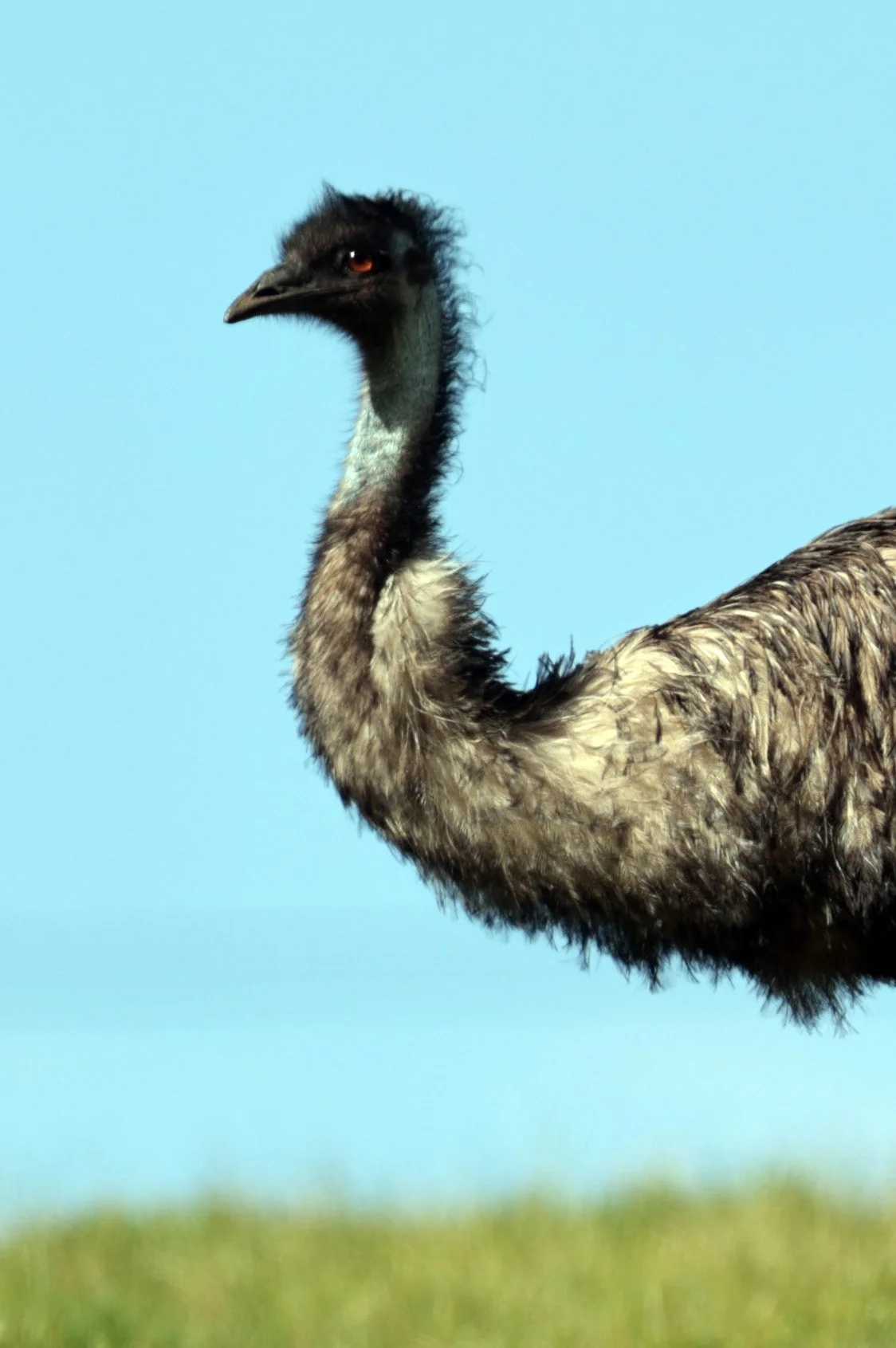 Emu (Dromaius novaehollandiae) Mt Frankland NP - Western Australia (14).jpg