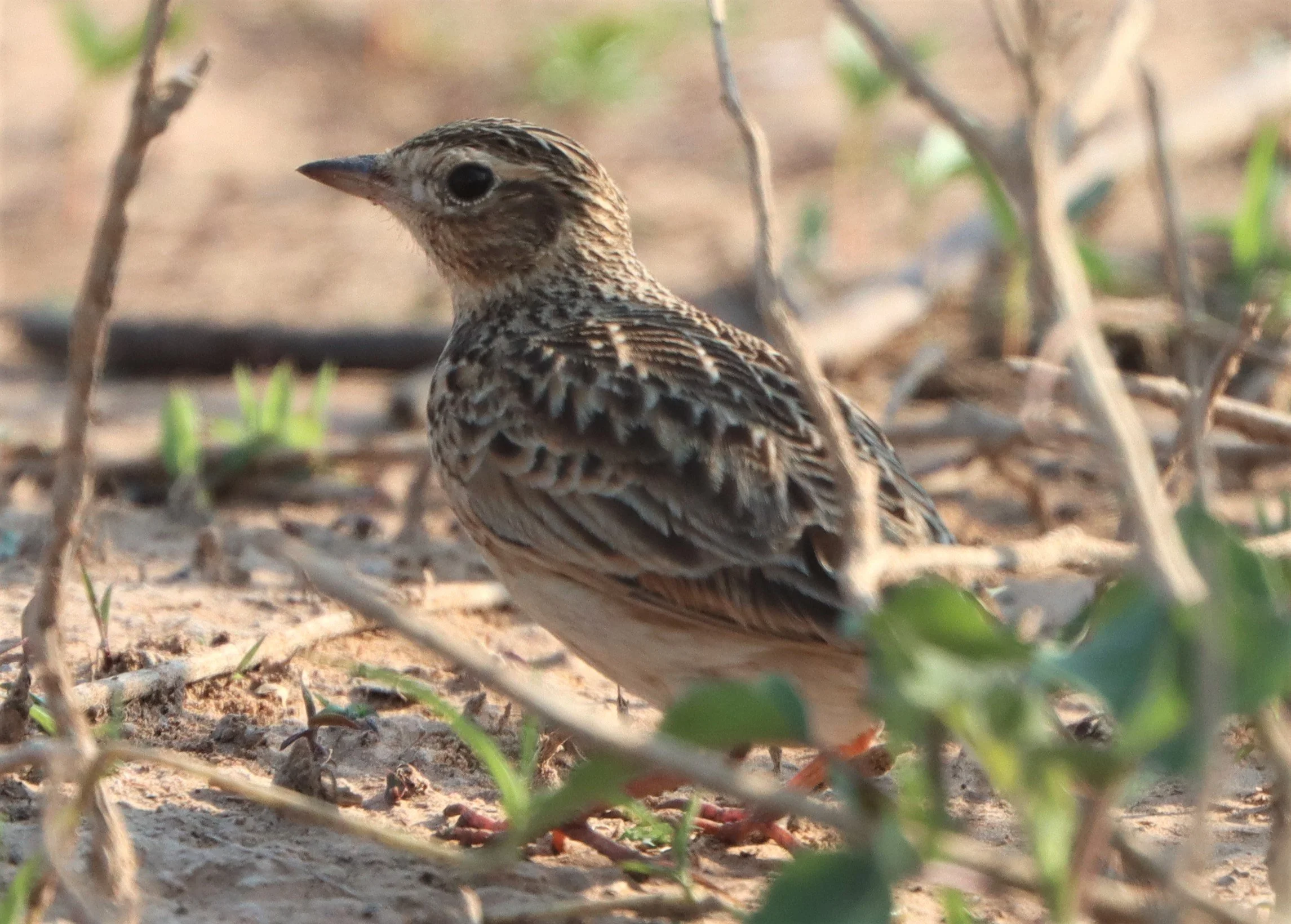 Oriental Skylark (Alauda gulgula) Pak Chong Lake Kumontong (1).jpg