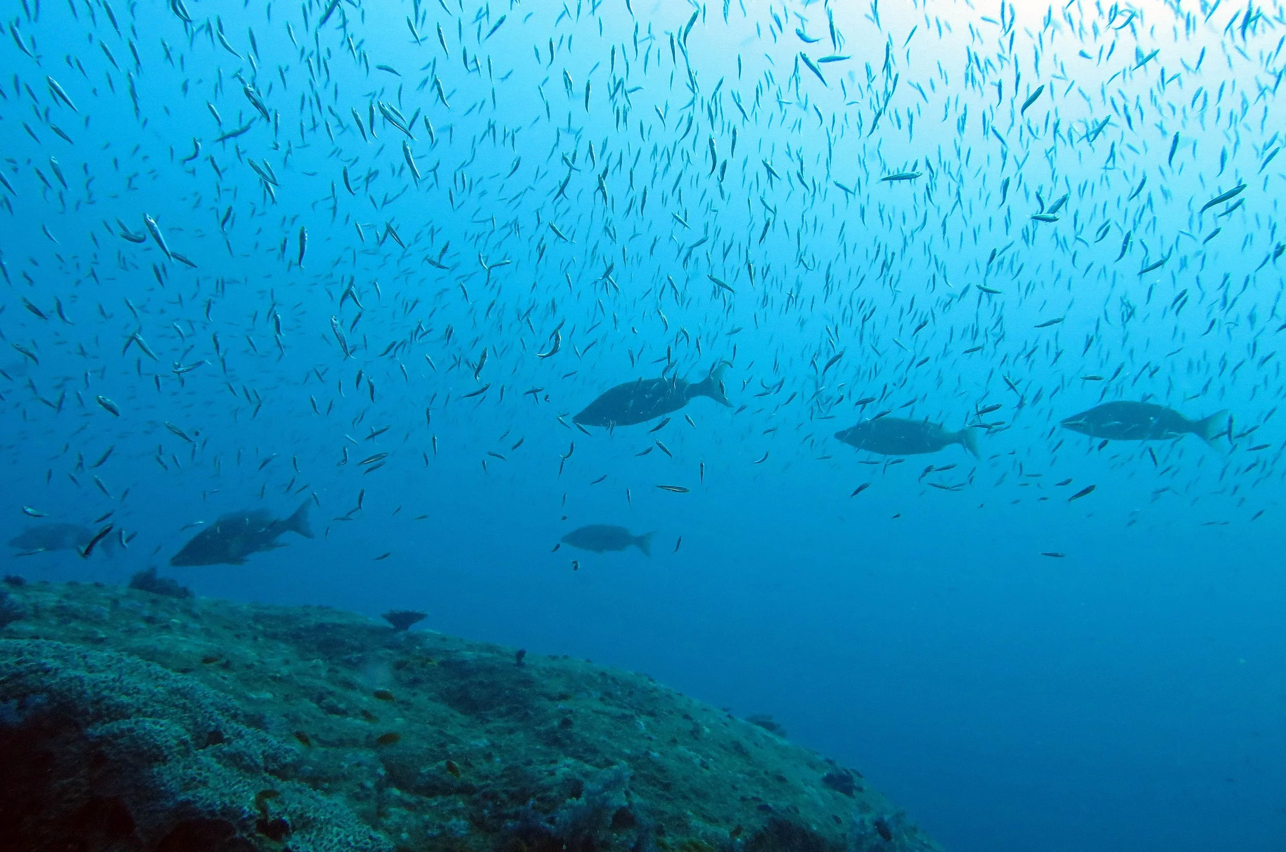 2014 Similan Islands Marine Park Thailand ISB Dive Trip (50).JPG