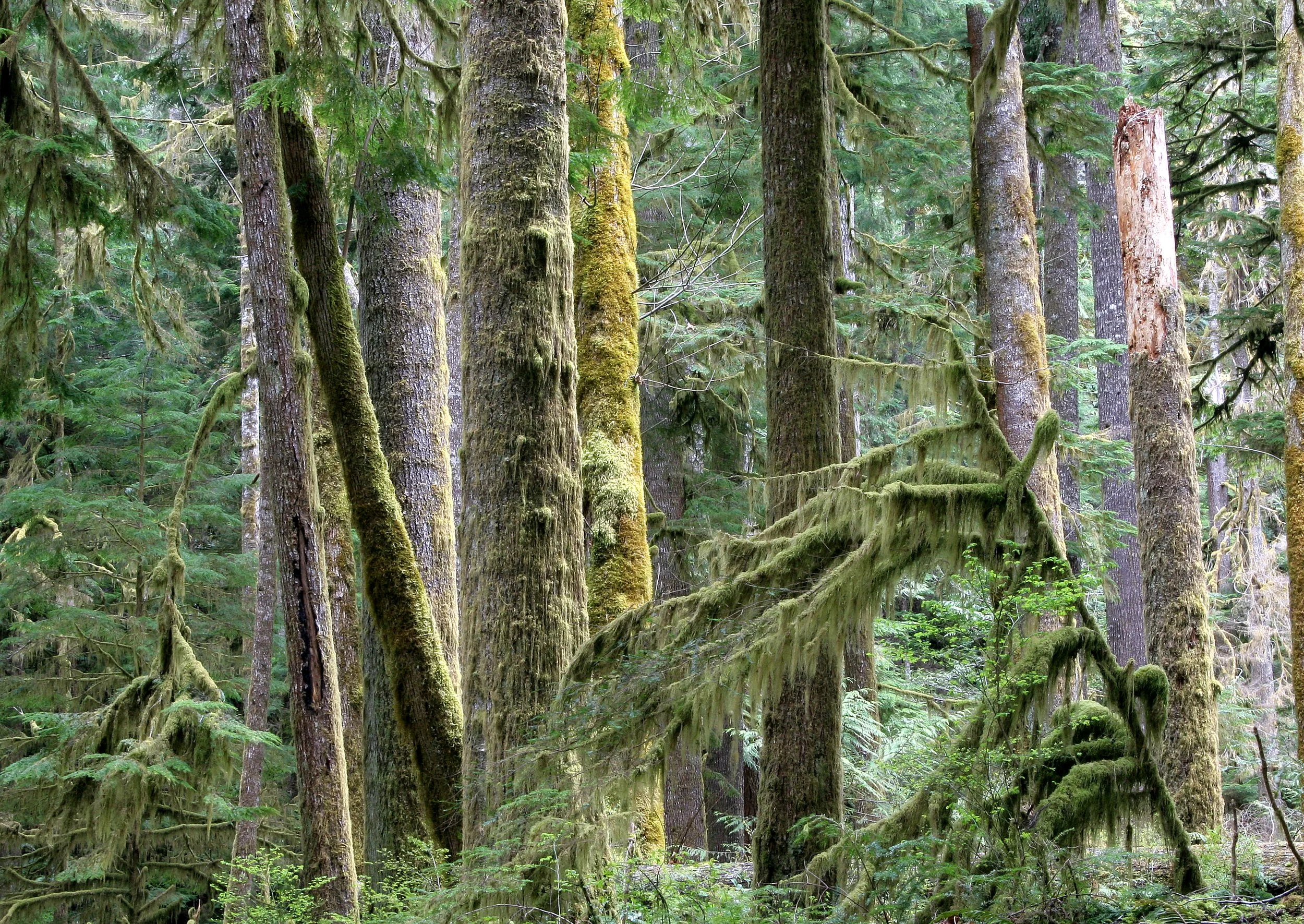 BARNES CREEK AND SURROUNDING FOREST (36).JPG