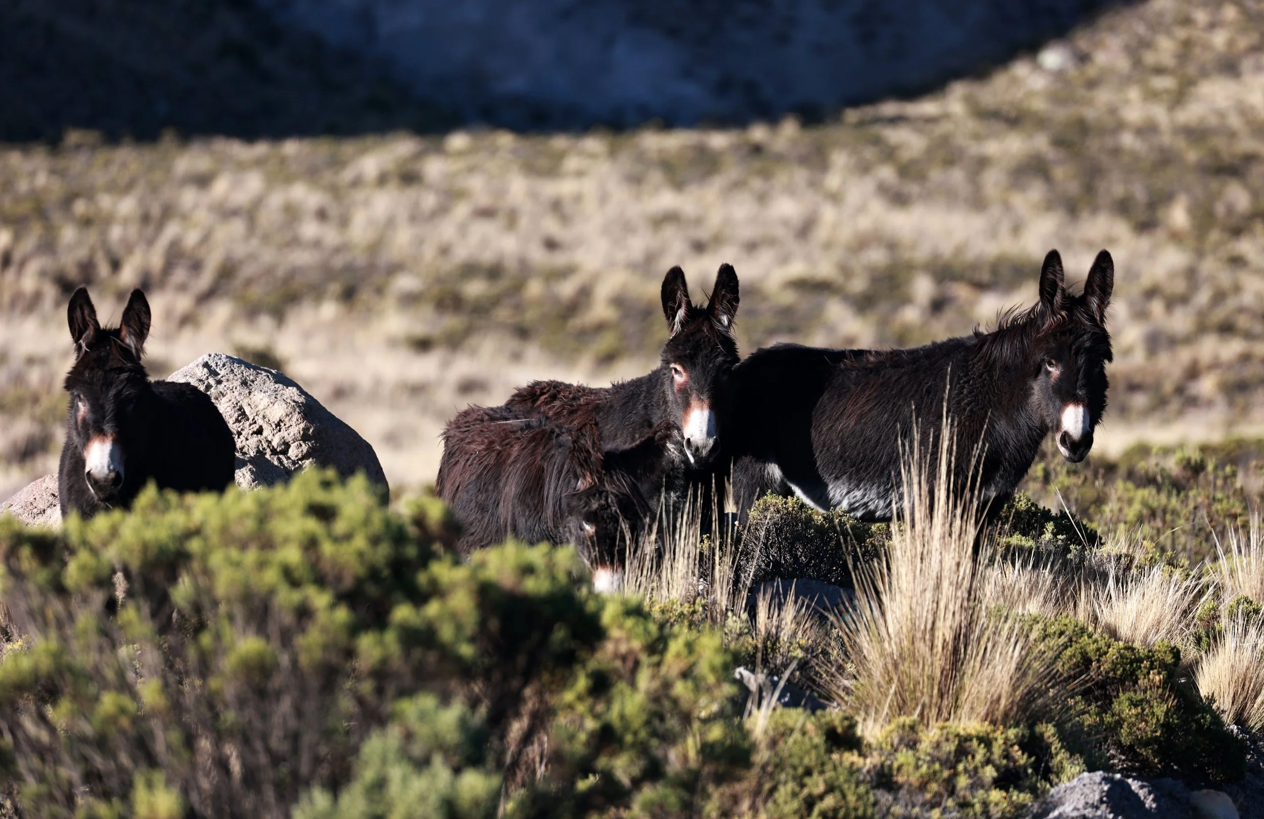 Equus africanus asinus - Wild Ass or Wild Burro - Atacama Desert, Chile (1).jpg
