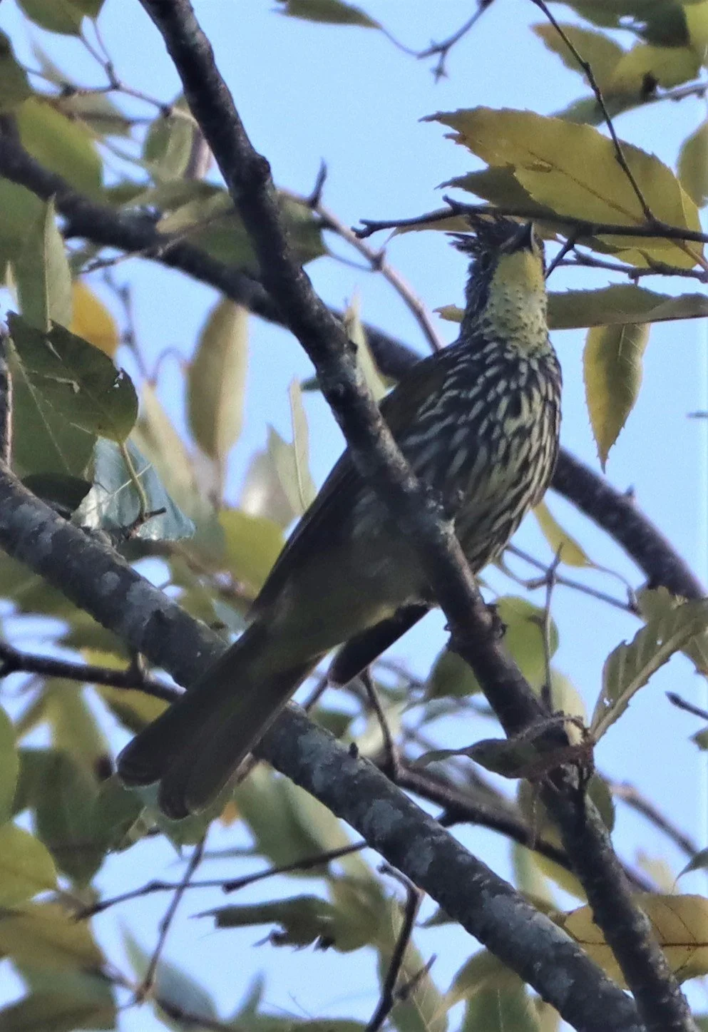 Streaked Bulbul (Ixos malaccensis) Northern Thailand — Coke Smith Wildlife