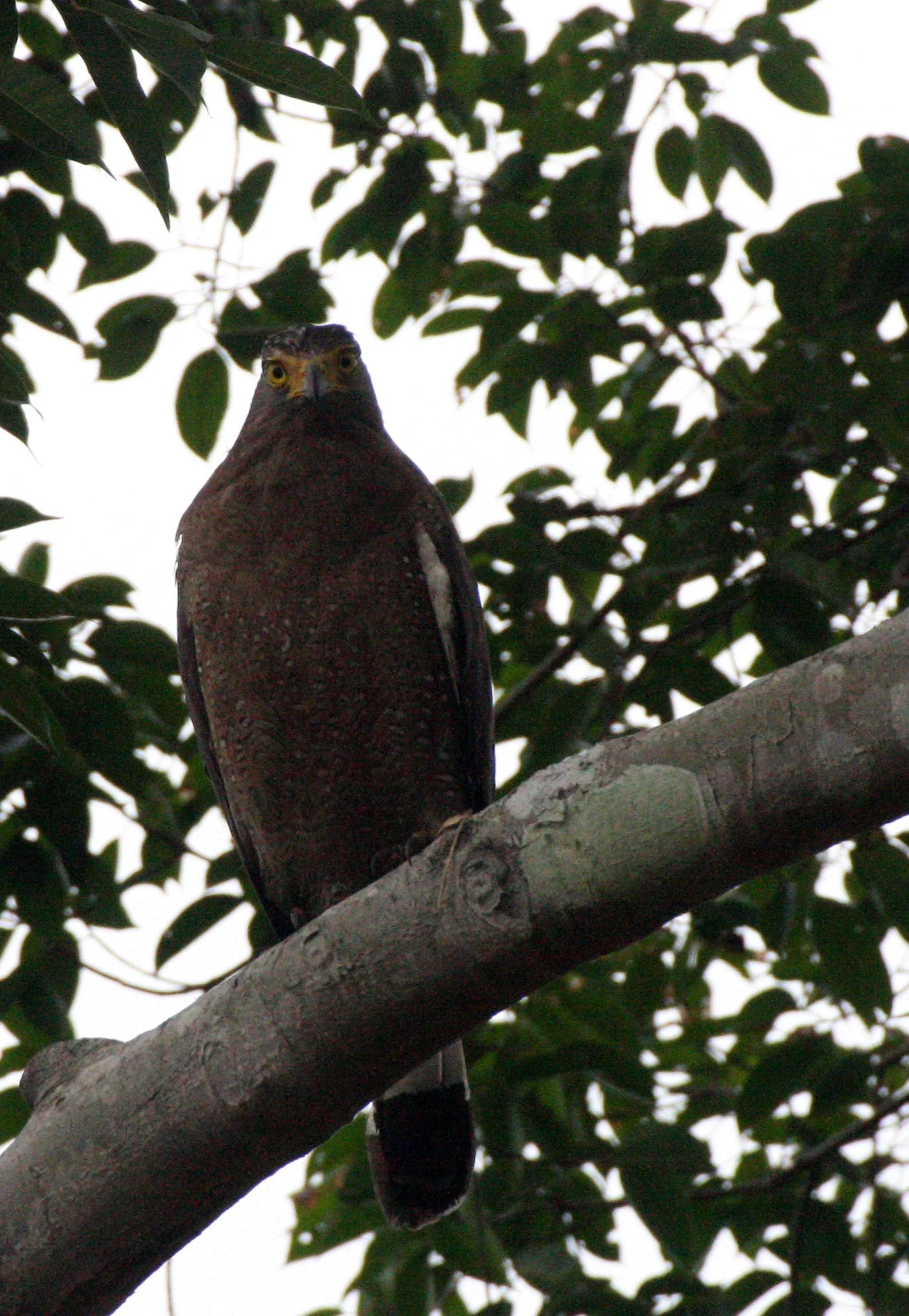 EAGLE - CRESTED SERPENT EAGLE - Spilornis cheela - HUAI KHA KHAENG THAILAND (2).JPG