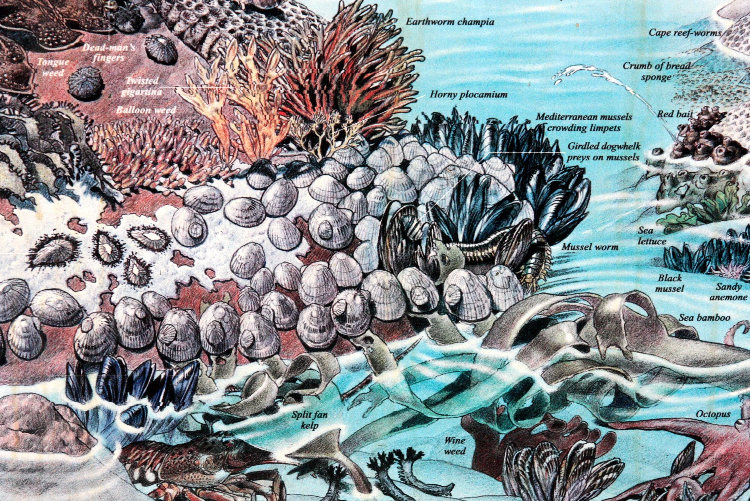 WEST COAST NATIONAL PARK SOUTH AFRICA - MARINE INTERTIDAL COMMUNITY (11).JPG