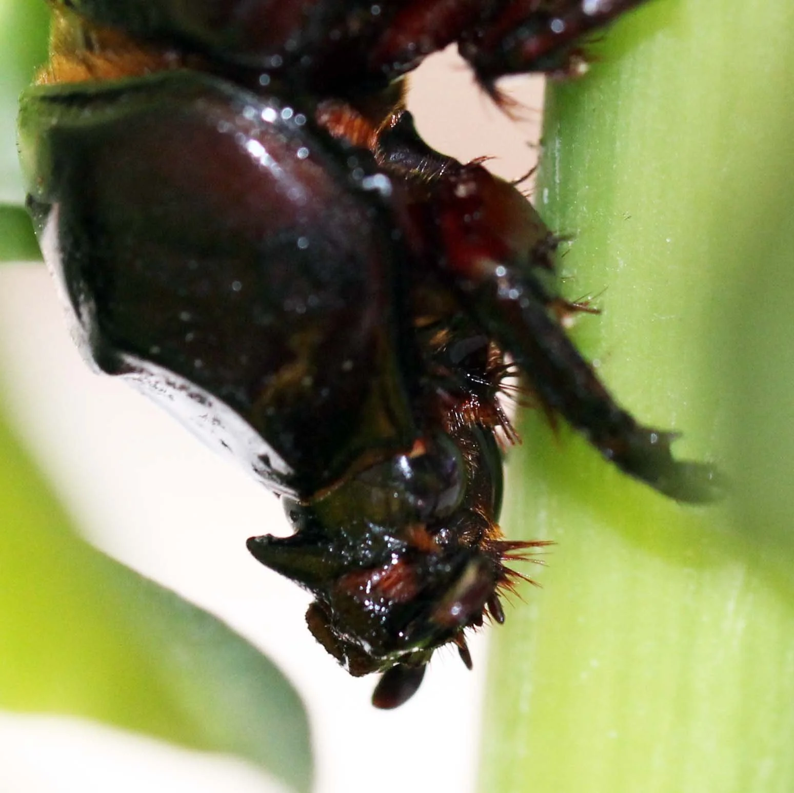 Oryctes rhinoceros - Bangkok, Thailand - March 2014 (10).JPG