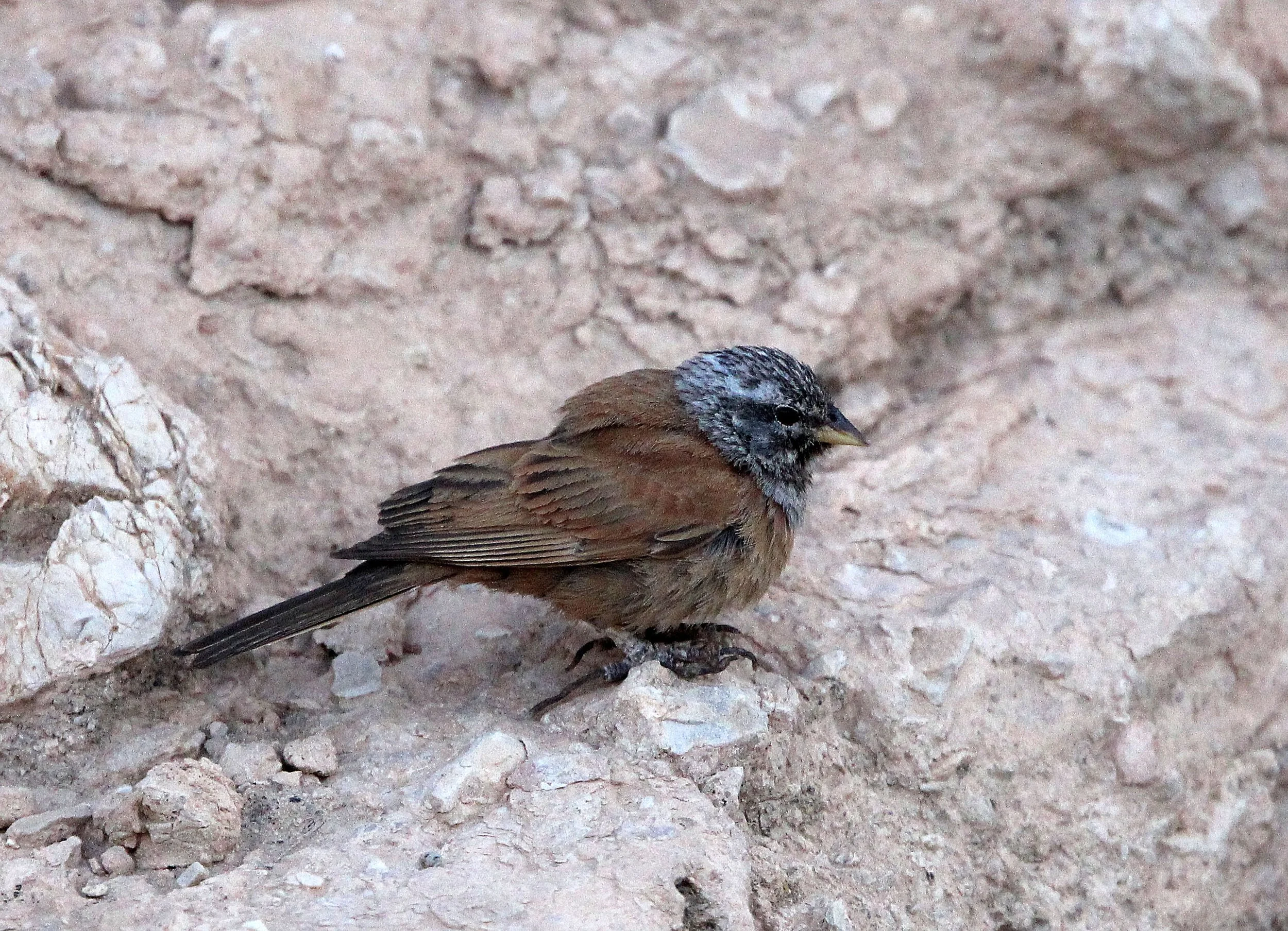 House Bunting (Emberiza sahari) Sened Village Atlas Mountians Tunisia (5).JPG