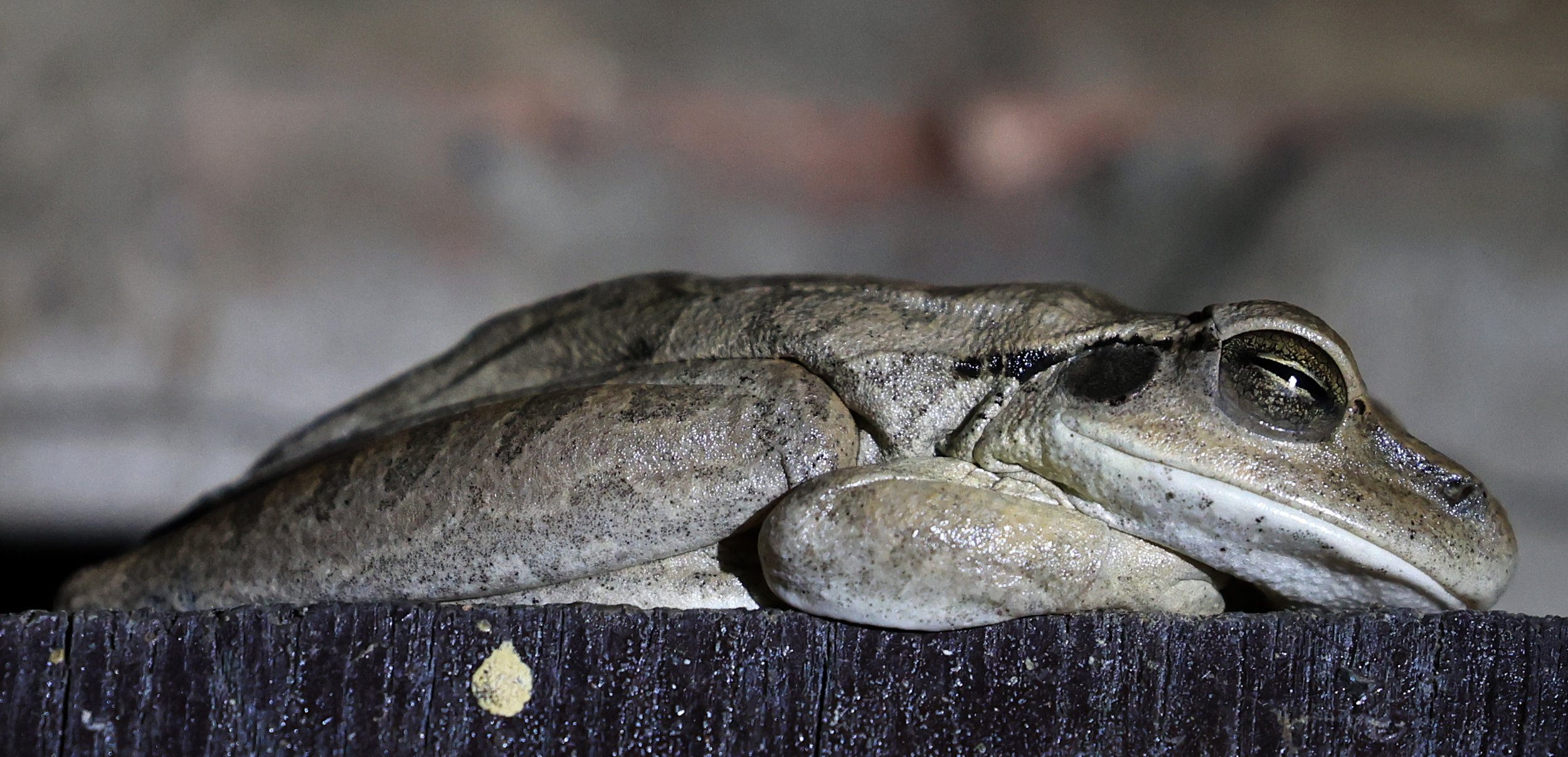 Chaco Tree Frog (Boana raniceps) Fortin Toledo Paraguay  (2).jpg