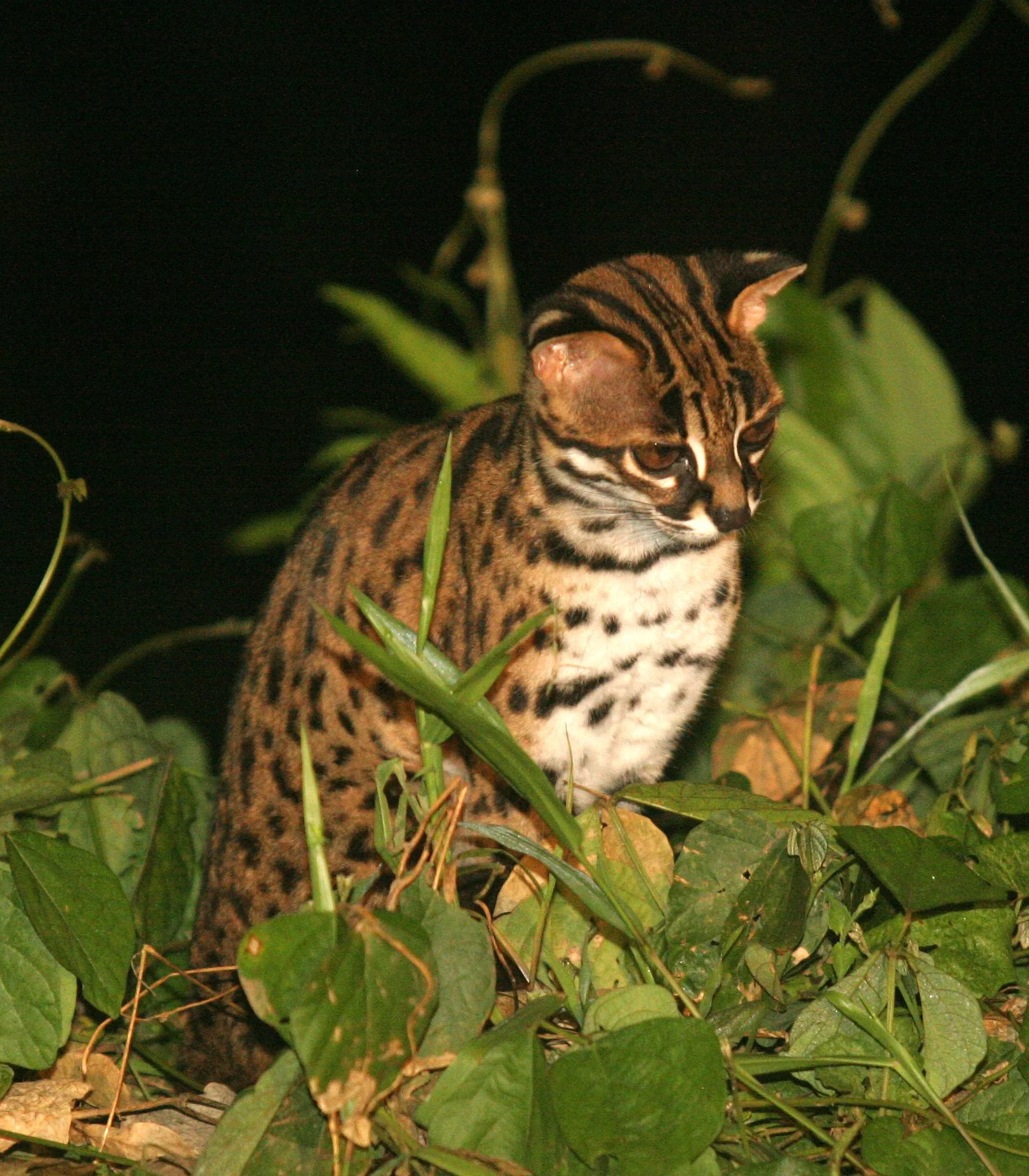 Prionailurus javanensis - BORNEAN LEOPARD CAT - TABIN WILDLIFE RESERVE BORNEO (11).JPG