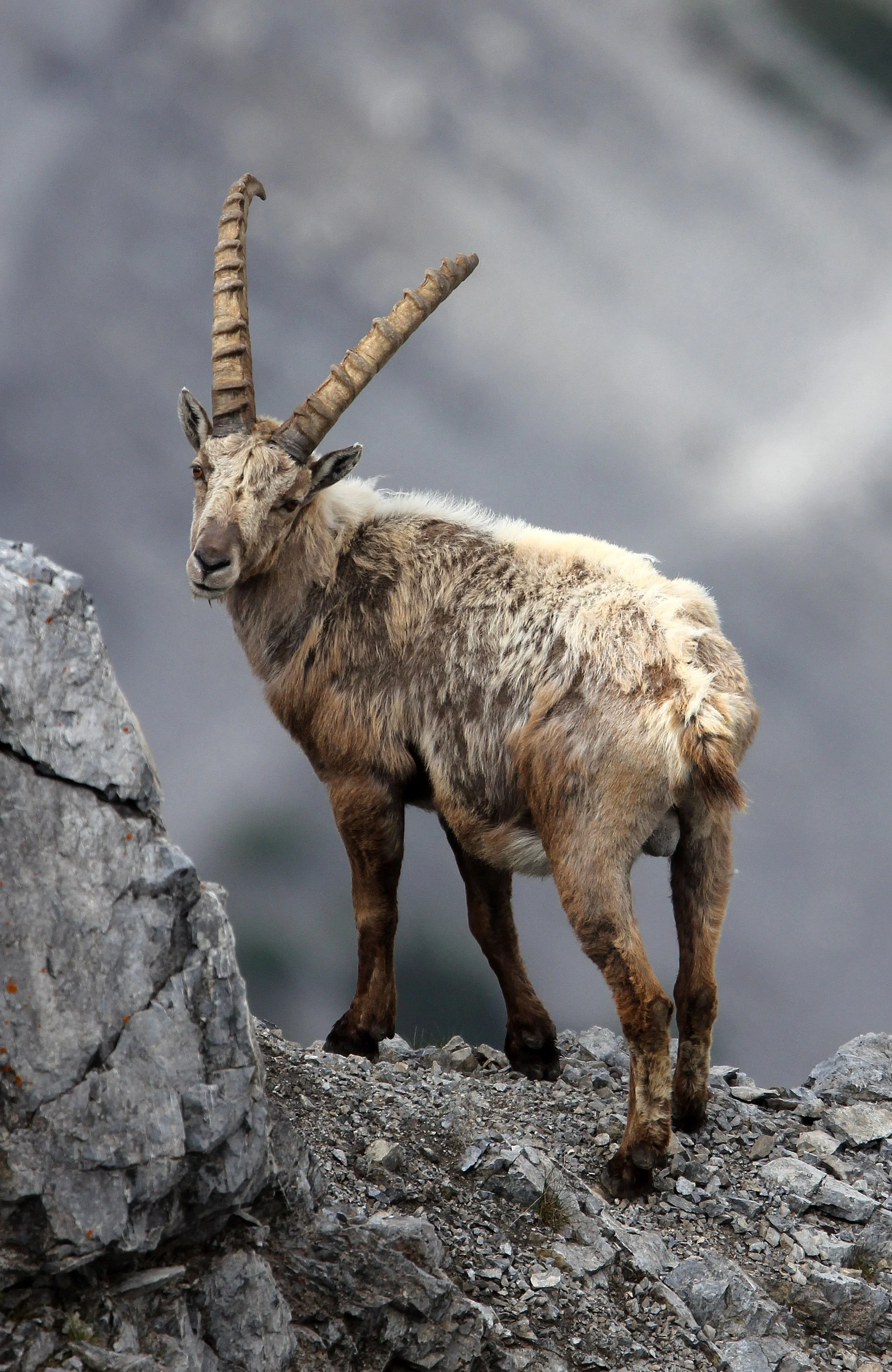 IBEX - ALPINE IBEX - Capra ibex - STELVIO NATIONAL PARK ITALY (118).JPG