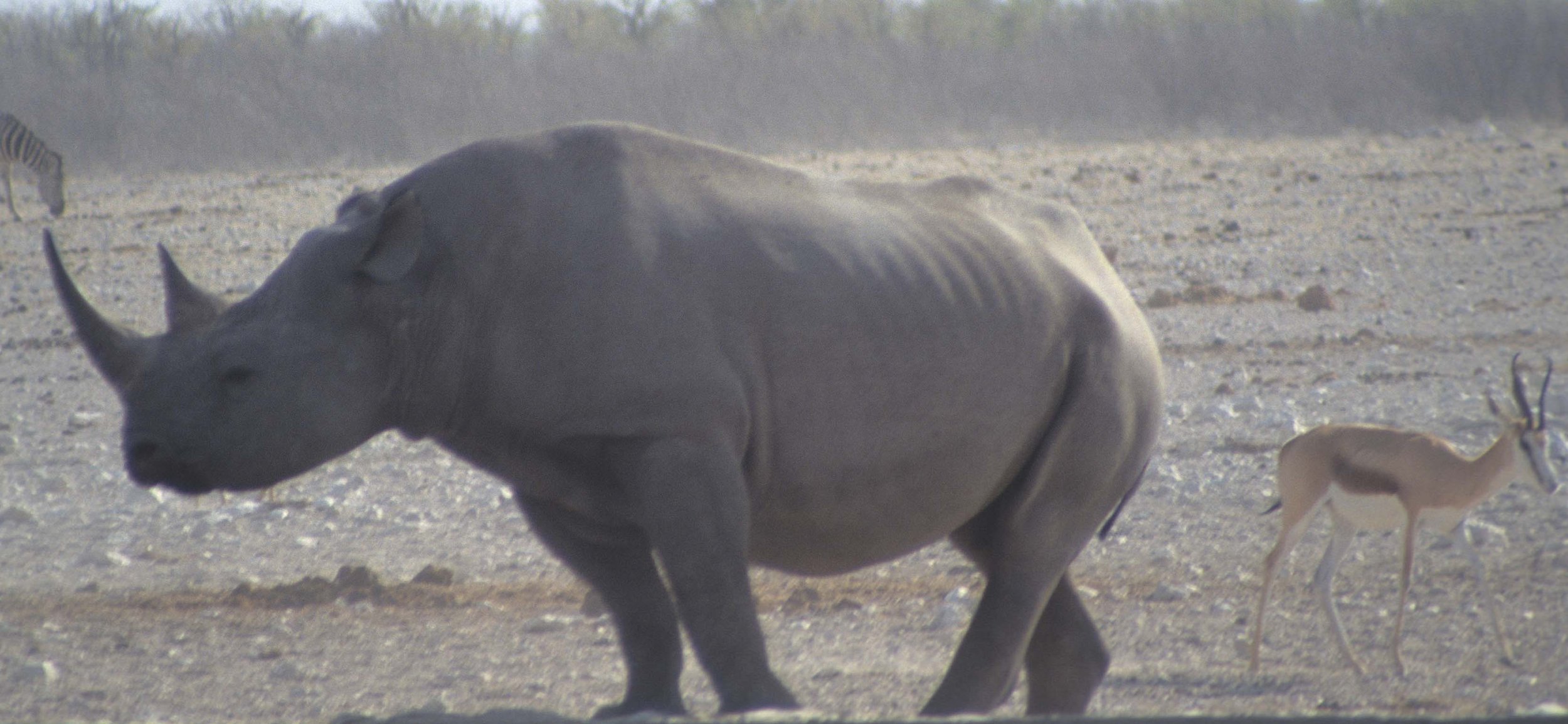 RHINO- BLACK - ETOSHA.jpg