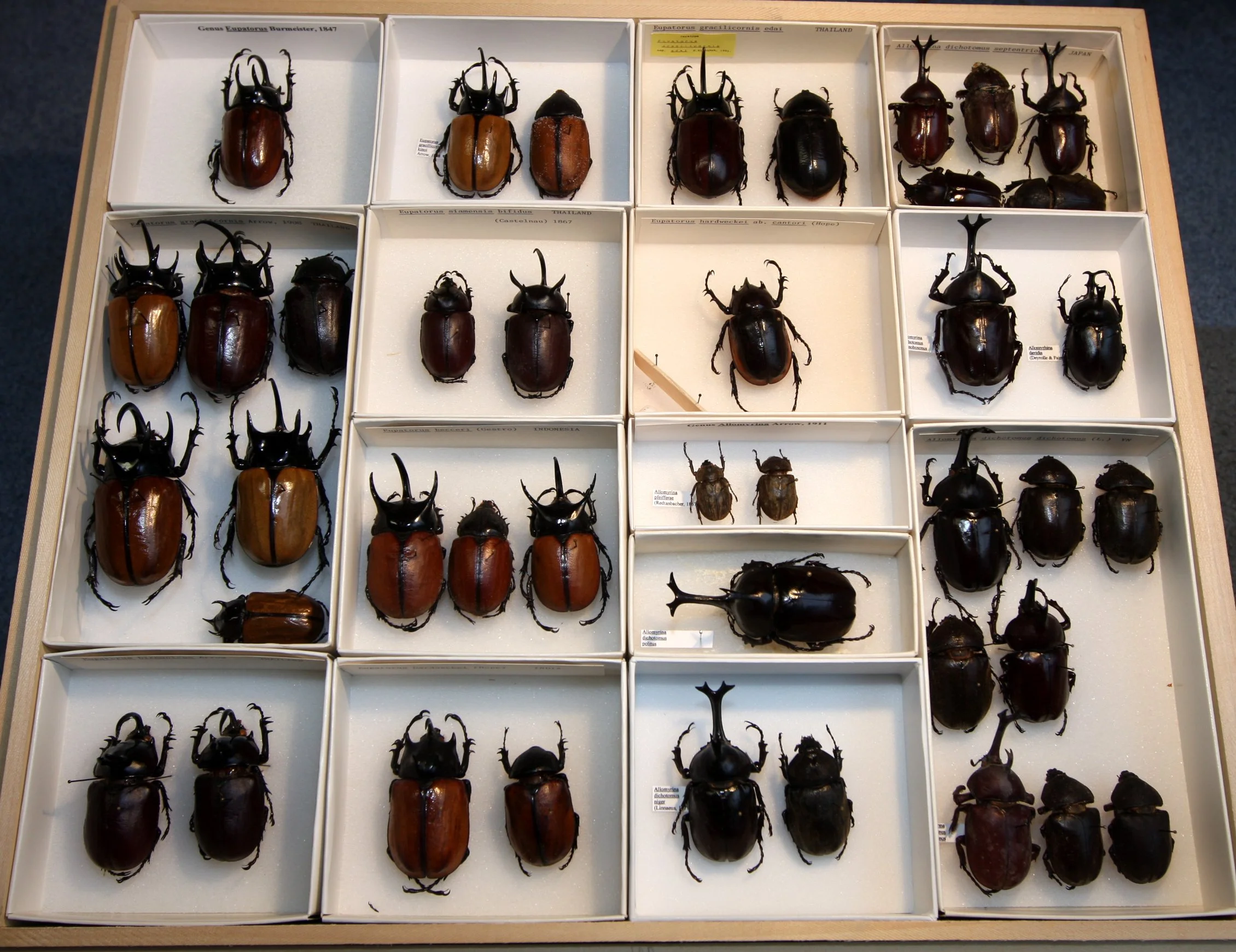 Dynastinae Eupatorus, Allomyrina.JPG