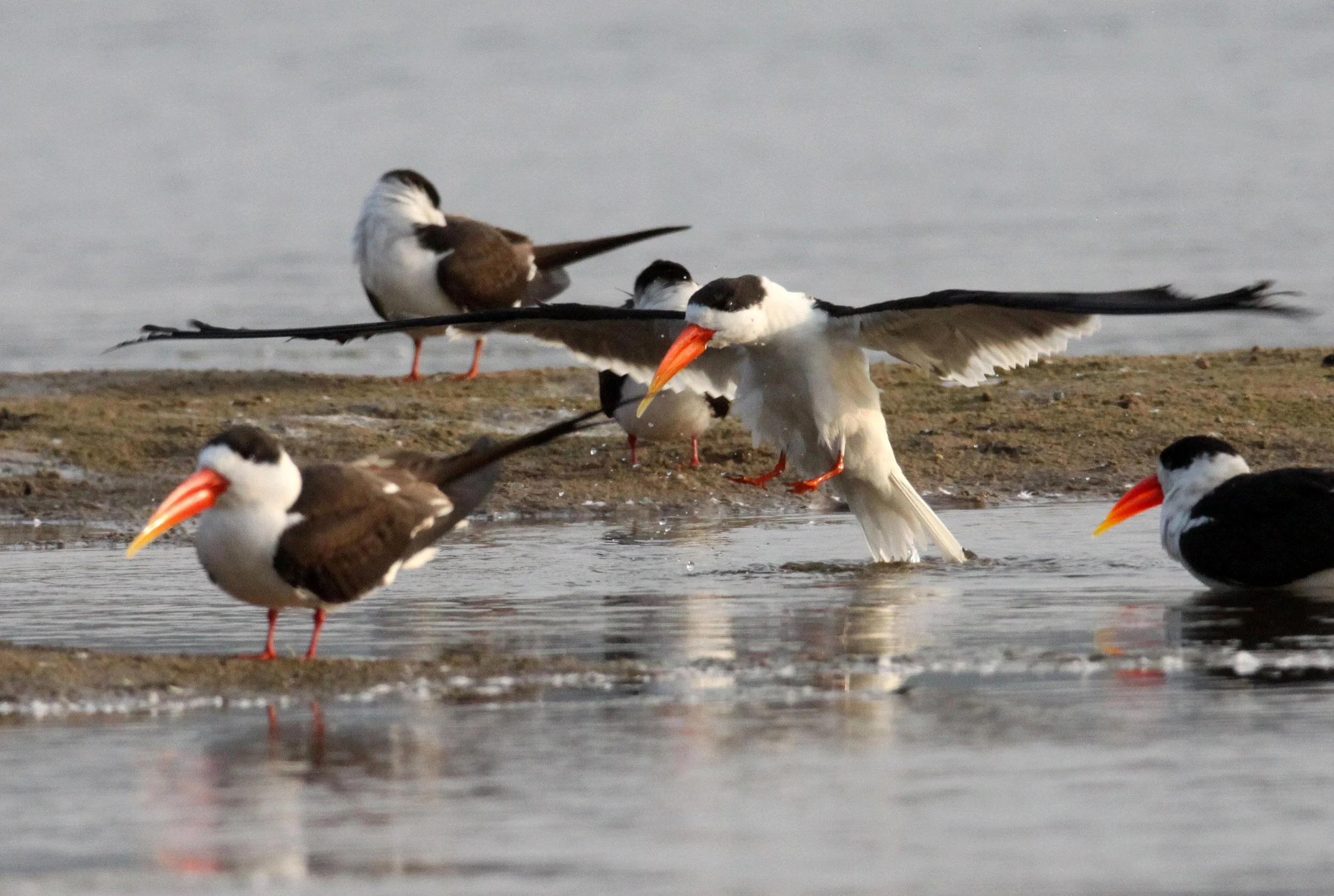 BIRD - SKIMMER - INDIAN SKIMMER - CHAMBAL SANCTUARY INDIA (49).JPG
