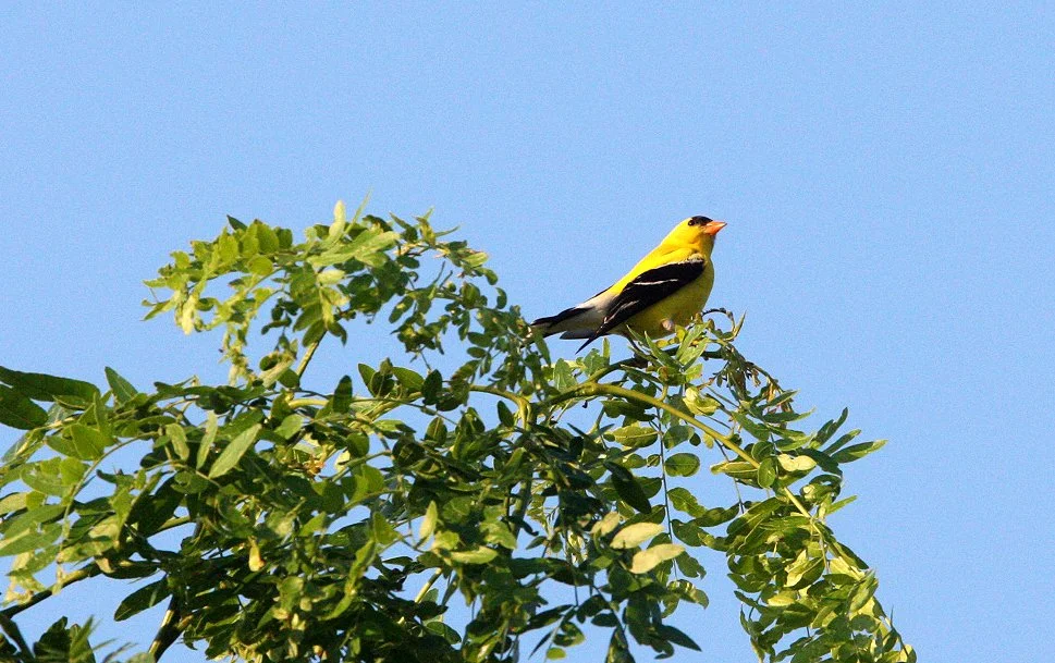 American Goldfinch (Spinus tristis) McKee Marsh, Illinois (6).JPG