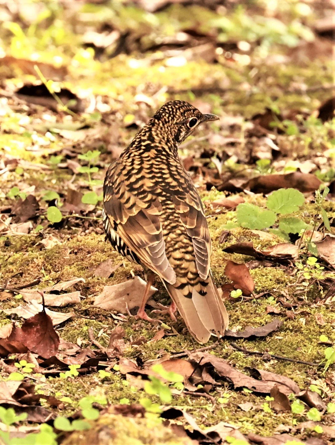 Scaly Thrush (Zoothera dauma) Doi Ang Kang Chiang Mai (16).jpg