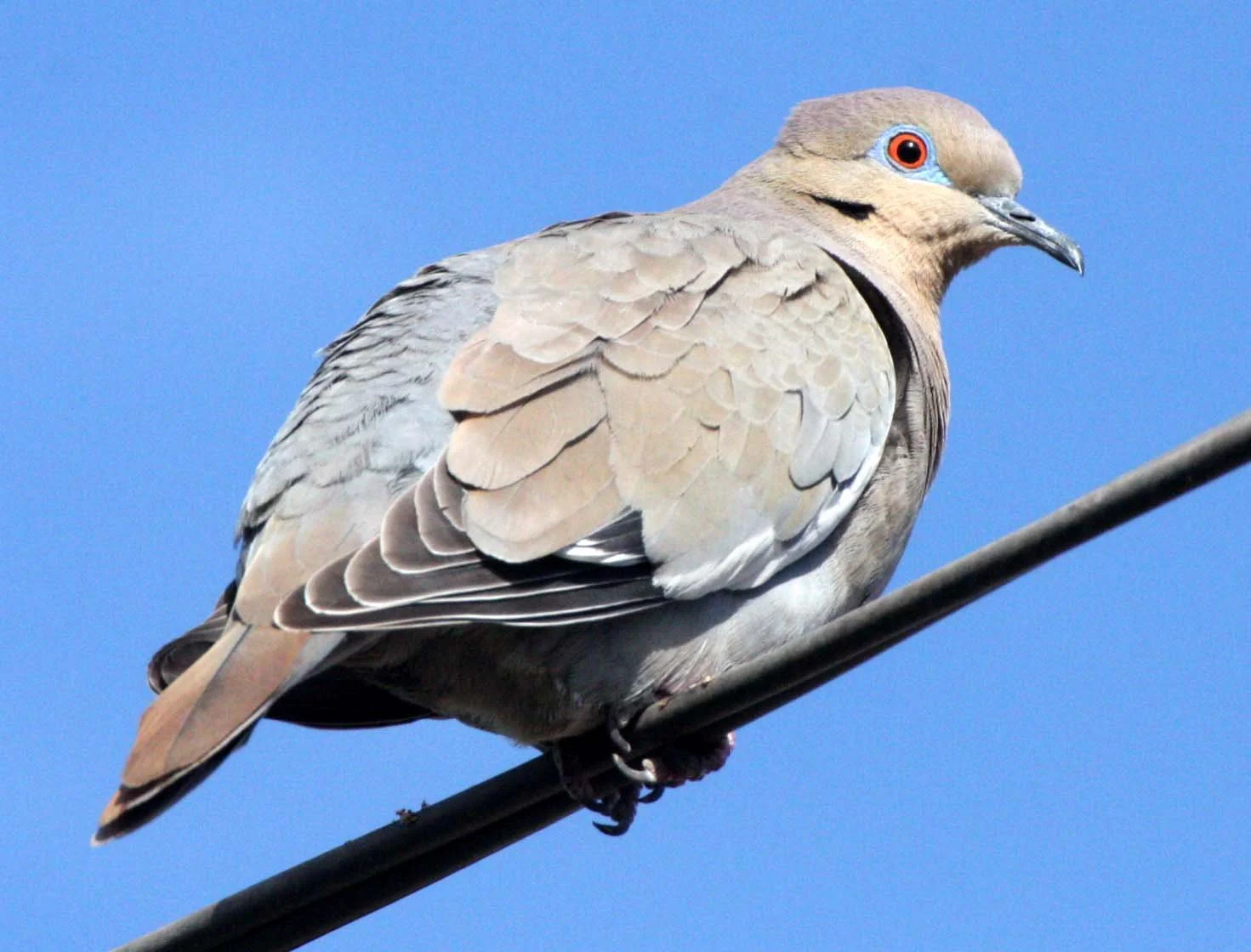 White-winged Dove (Zenaida asiatica) Loreto Baja Mexico (2).JPG