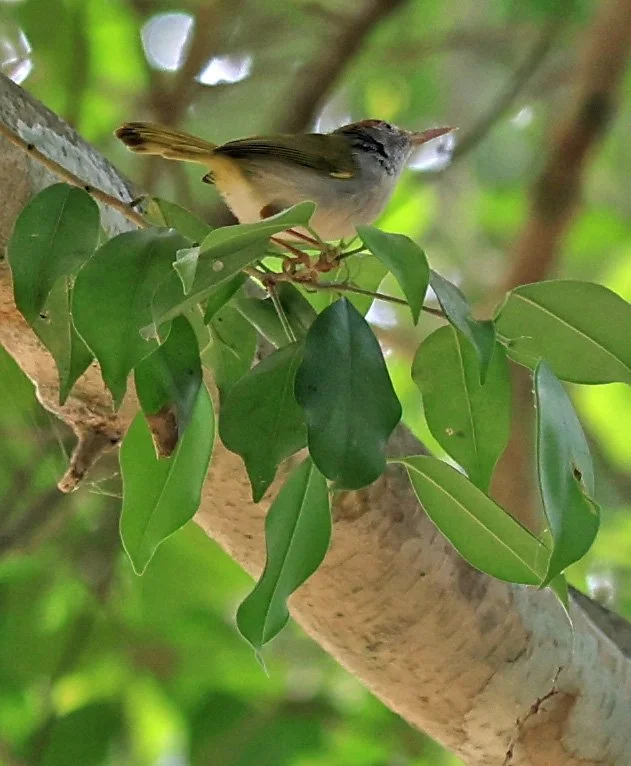 Common Tailor Bird - Kaeng Krachan National Park ESS Expedition 2026