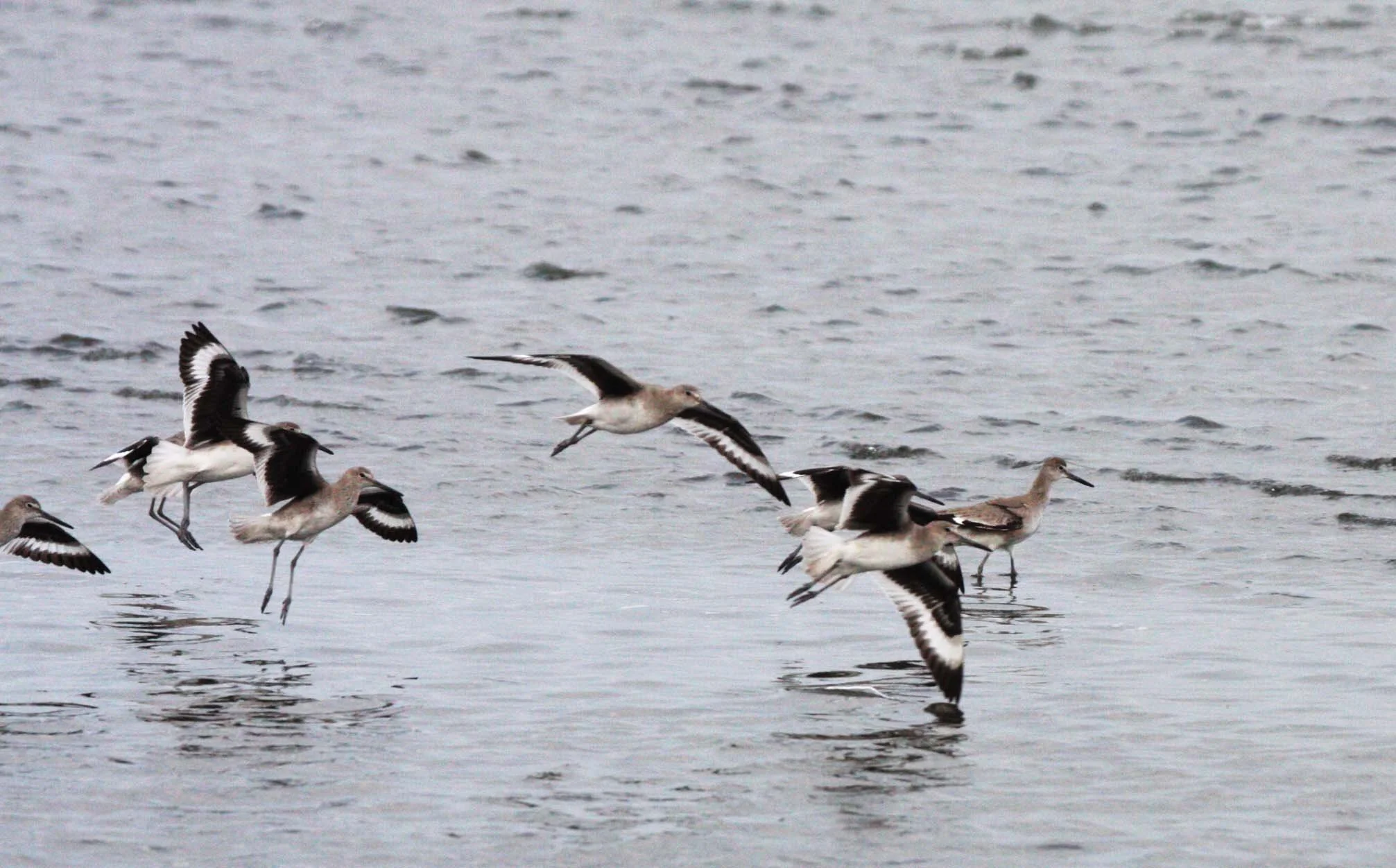 BIRD - WILLET - SAN IGNACIO LAGOON BAJA MEXICO (3).JPG